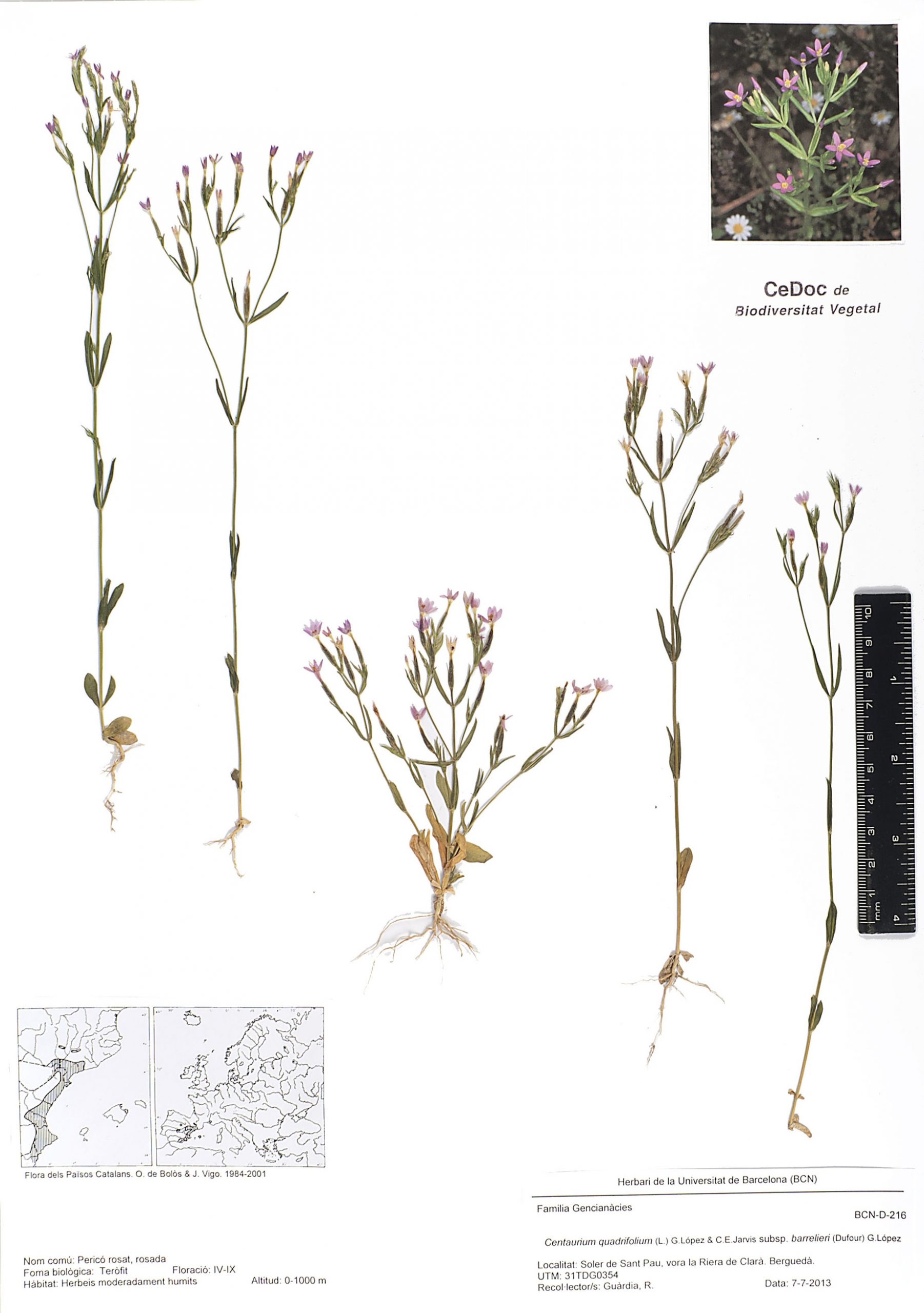 Centaurium quadrifolium (L.) G.López & C.E.Jarvis subsp. barrelieri (Dufour) G.López (Pericó rosat, rosada)