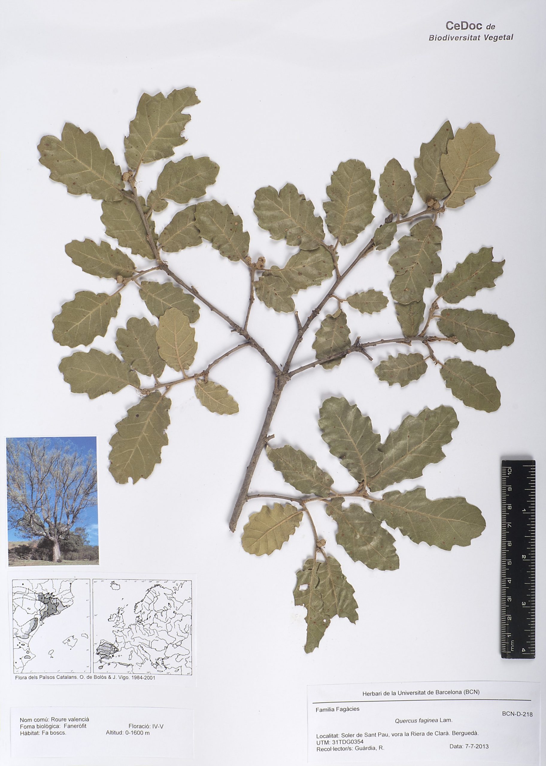 Quercus faginea Lam. (Roure valencià)