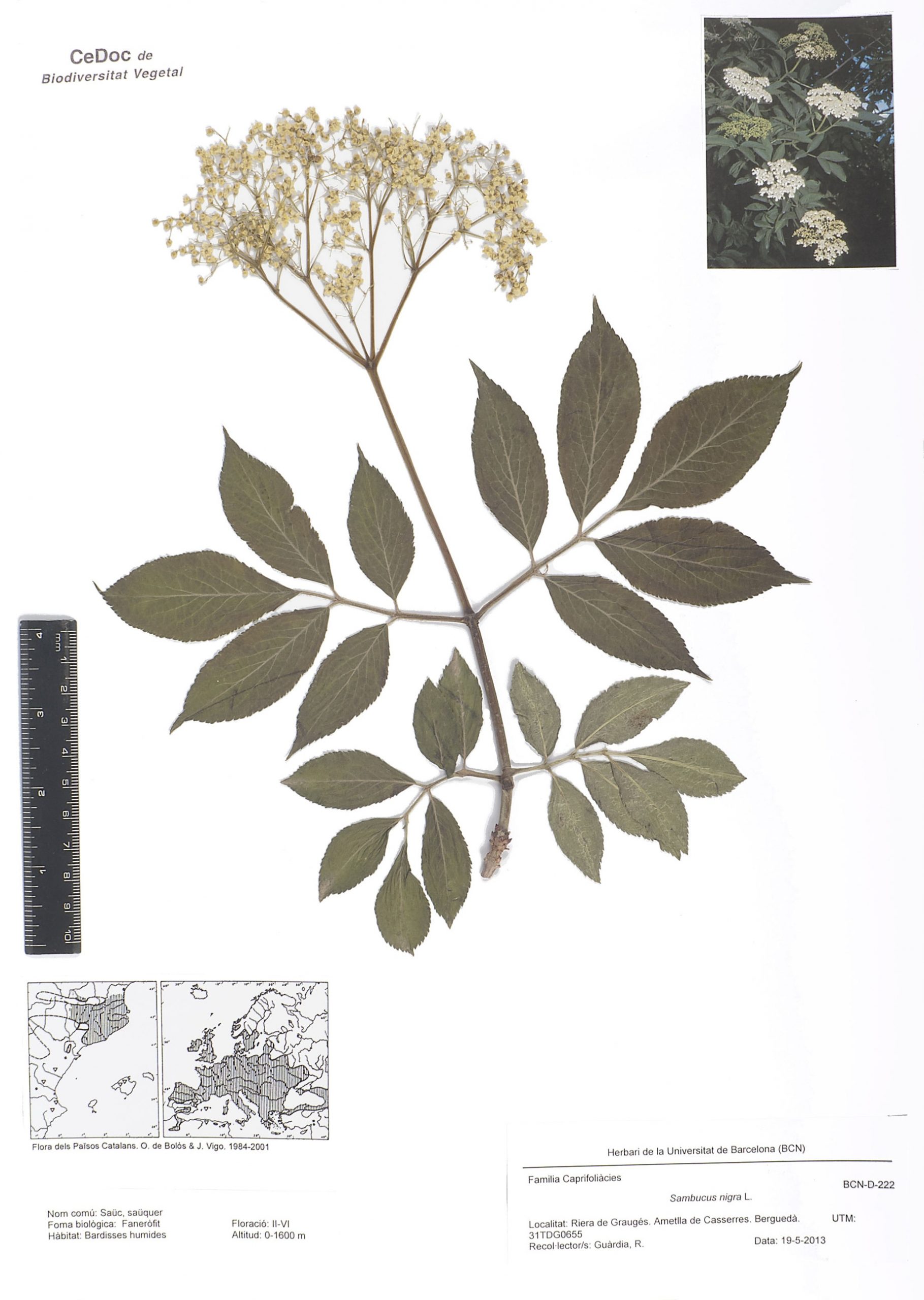 Sambucus nigra L. (Saüc, saüquer)