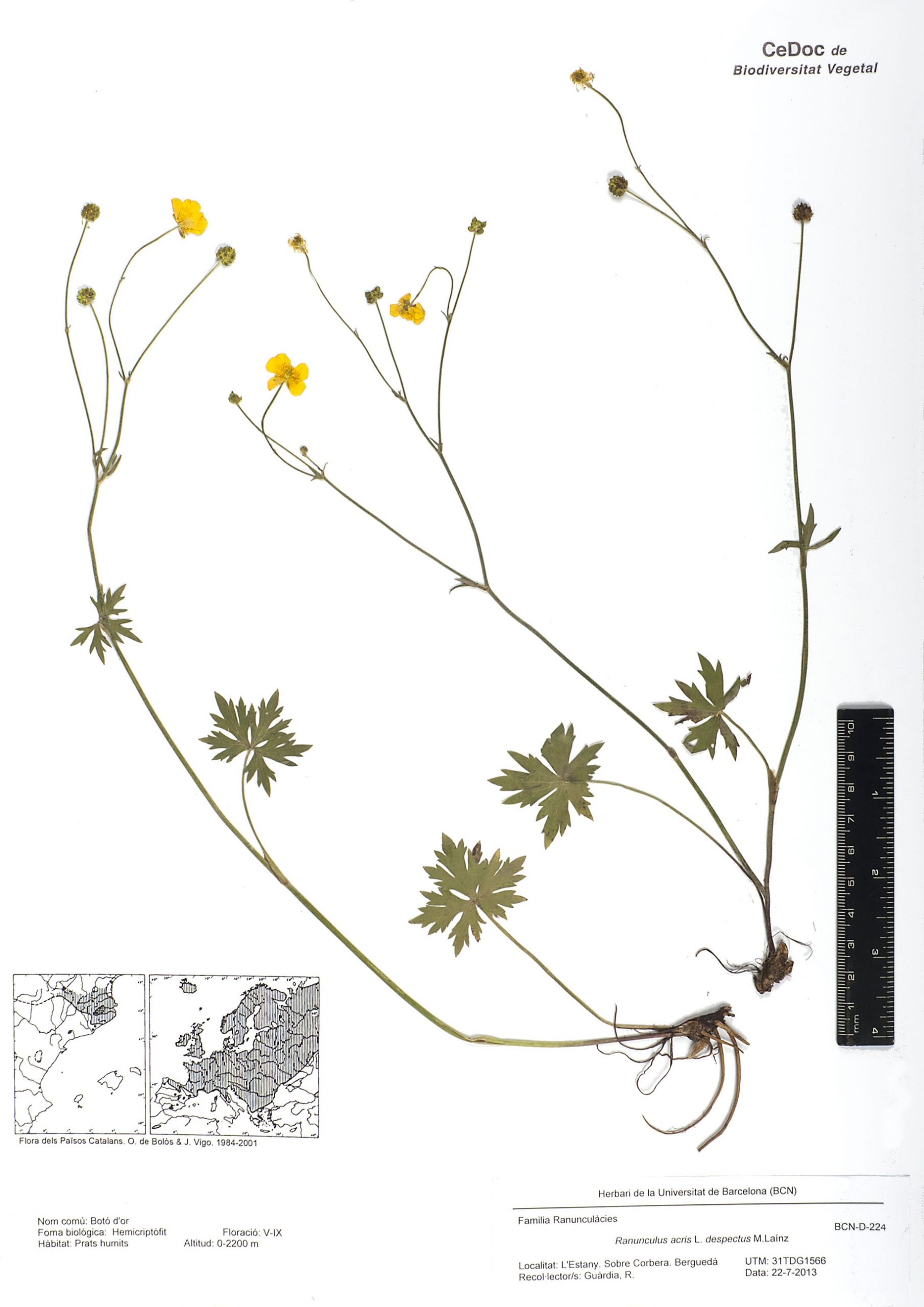 Ranunculus acris L. subsp. despectus M.Laínz (Botó d’or)