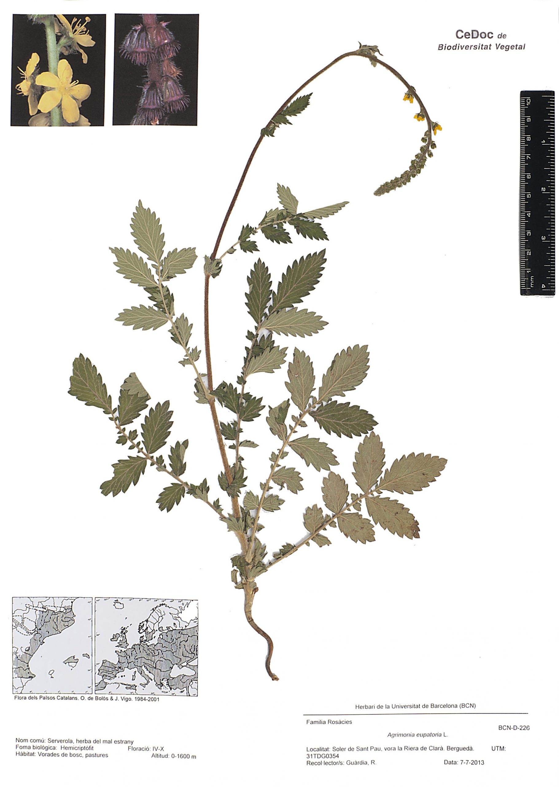 Agrimonia eupatoria L. (Serverola, herba del mal estrany)