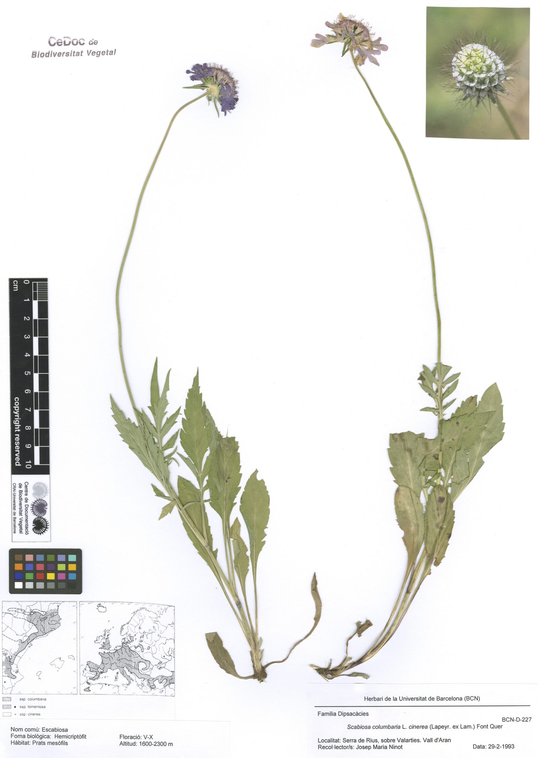 Scabiosa columbaria L. subsp. cinerea (Lapeyr. ex Lam.) Font Quer (Escabiosa)