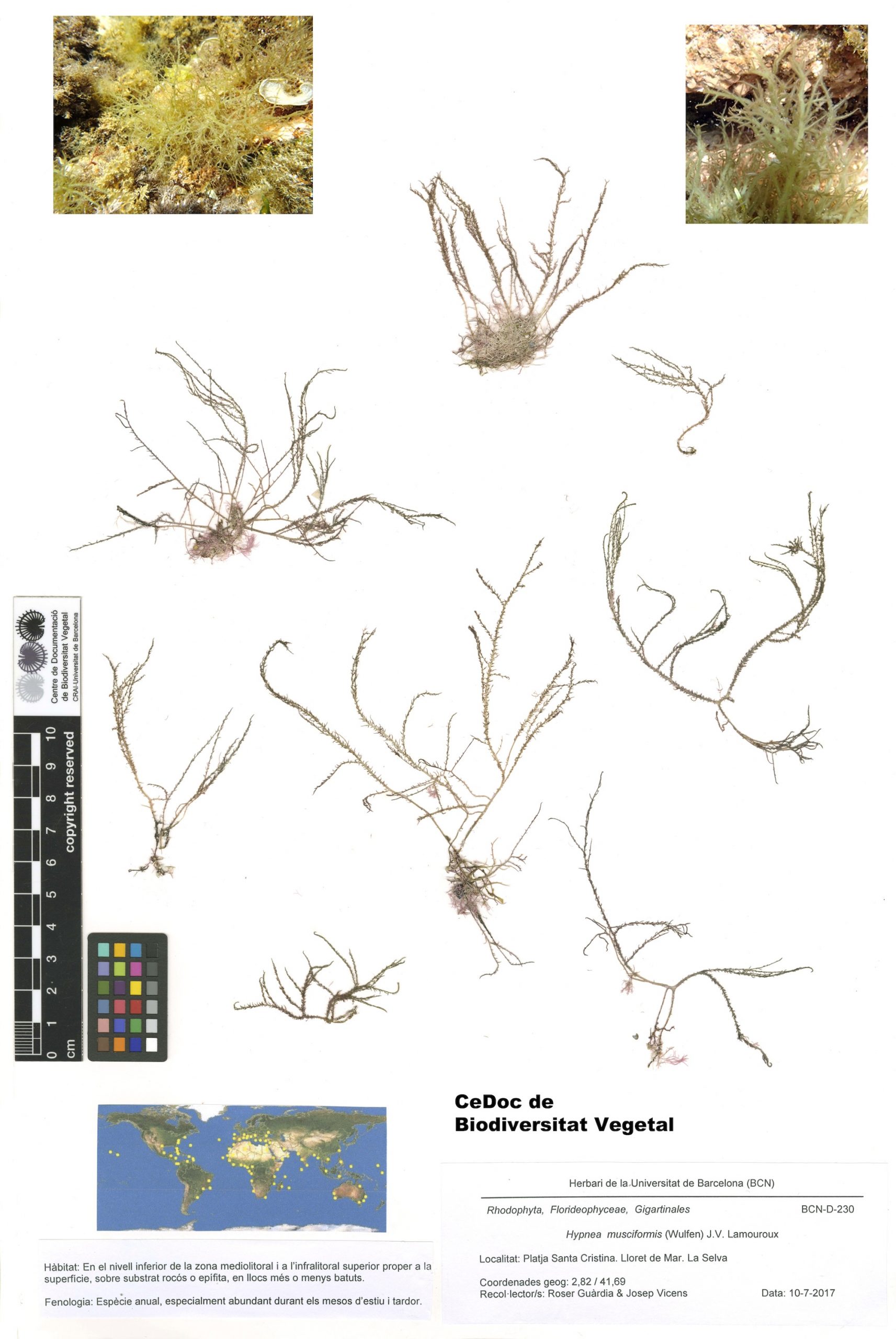 Hypnea musciformis (Wulfen) J.V. Lamouroux