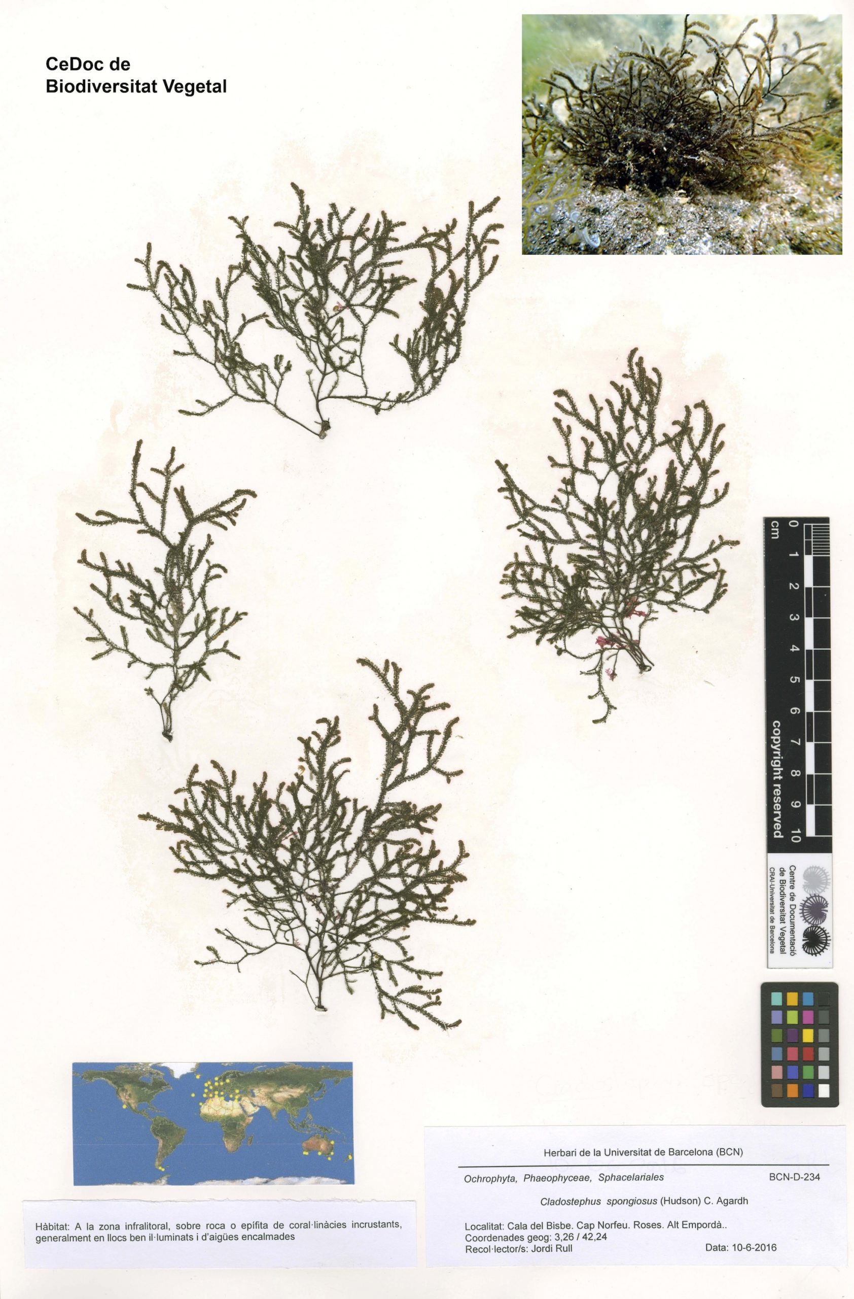 Cladostephus spongiosus (Hudson) C. Agardh