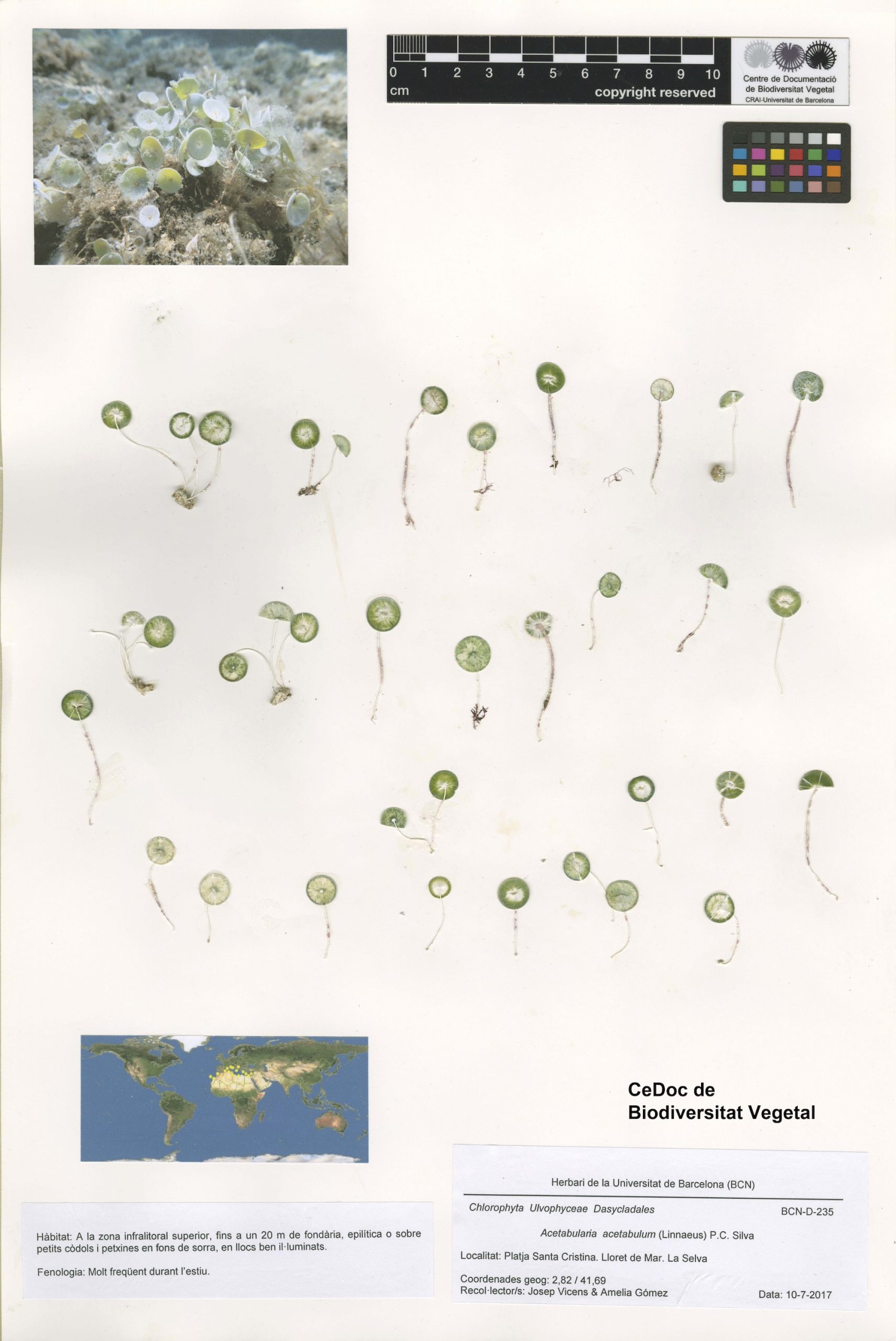 Acetabularia acetabulum (Linnaeus) P.C. Silva
