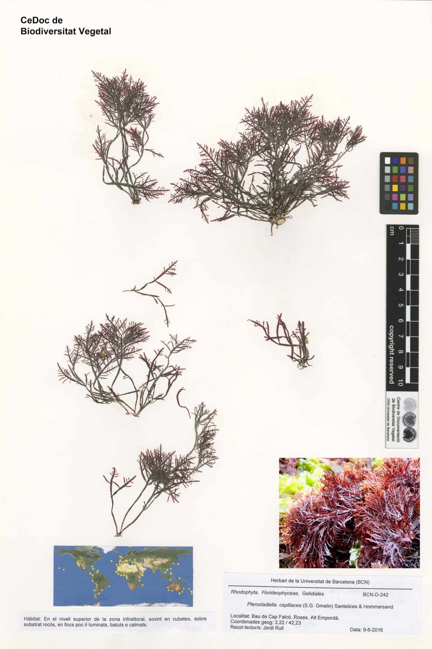 Pterocladiella capillacea (S.G. Gmelin) Santelices & Hommersand