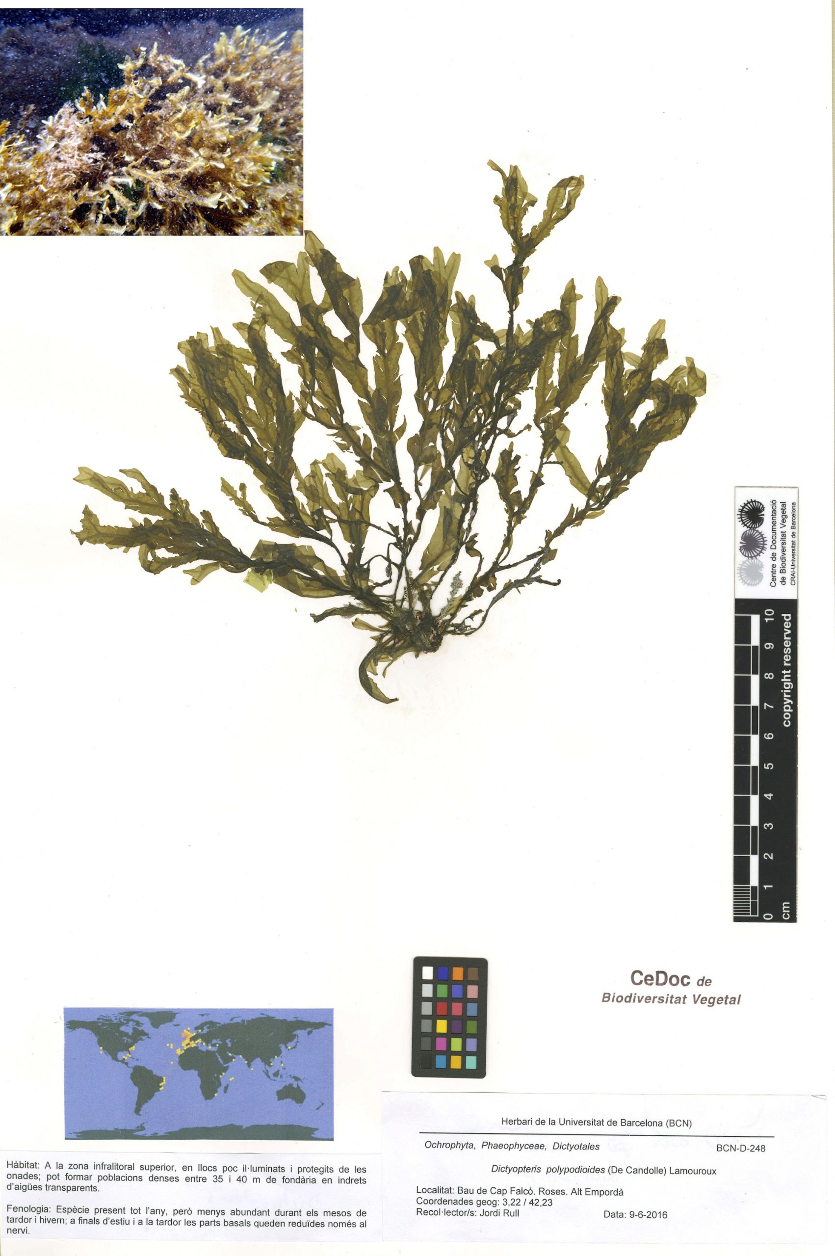 Dictyopteris polypodioides (De Candolle) Lamouroux
