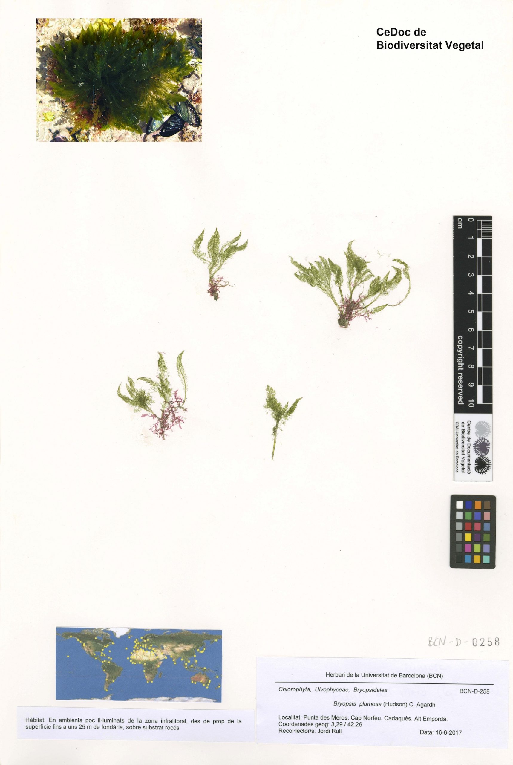 Bryopsis plumosa (Hudson) C. Agardh