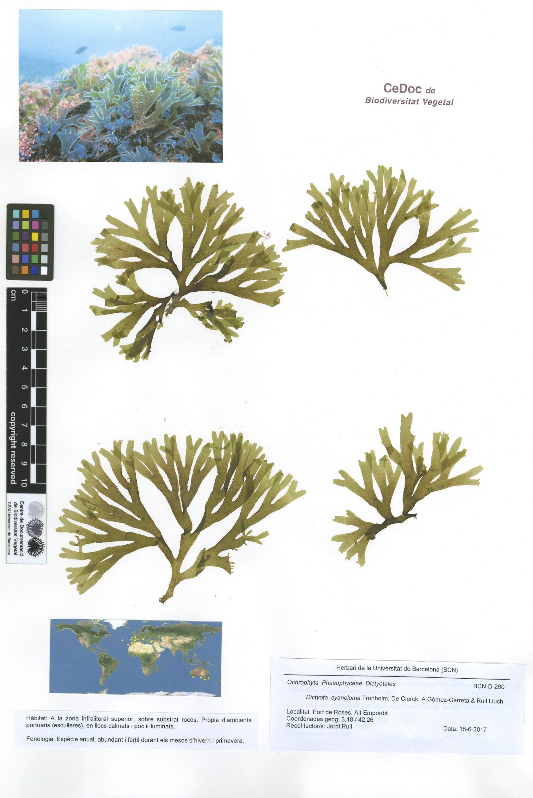 Dictyota cyanoloma Tronholm, De Clerck, Gómez Garreta et Rull Lluch