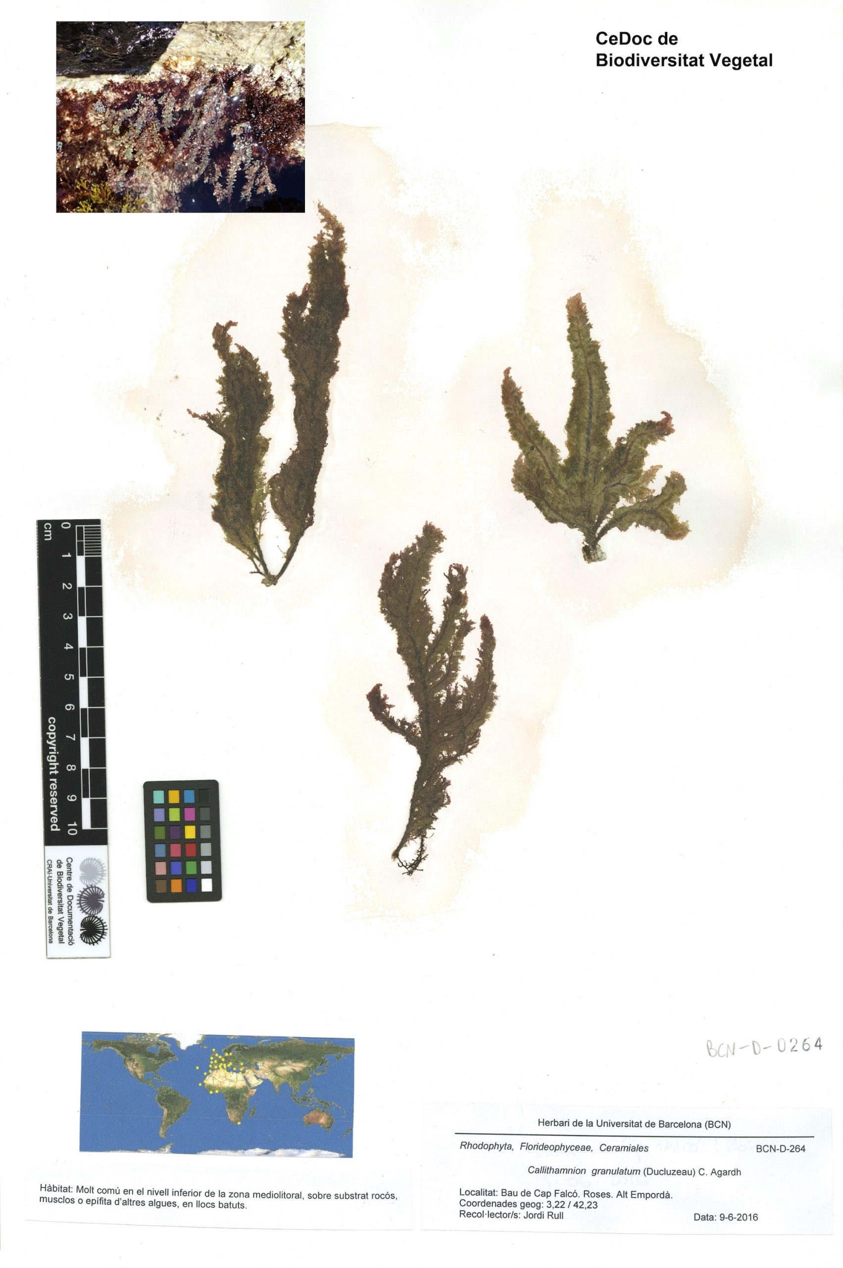 Callithamnion granulatum (Ducluzeau) C. Agardh