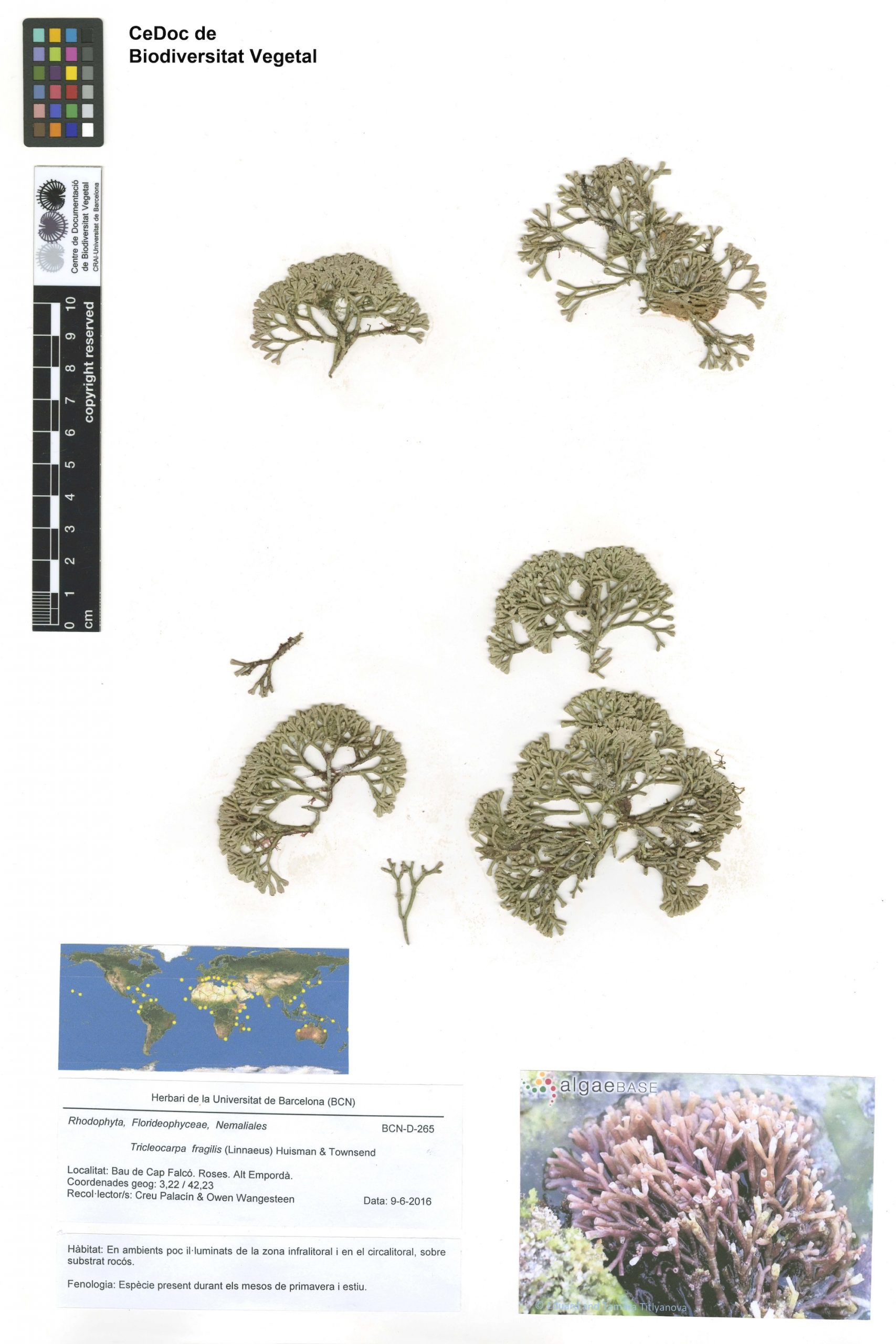 Tricleocarpa fragilis (Linnaeus) Huisman & Townsend