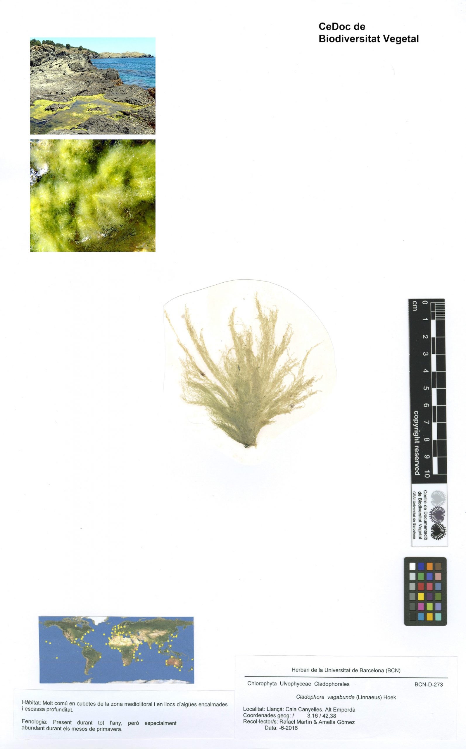 Cladophora vagabunda (Linnaeus) Hoek