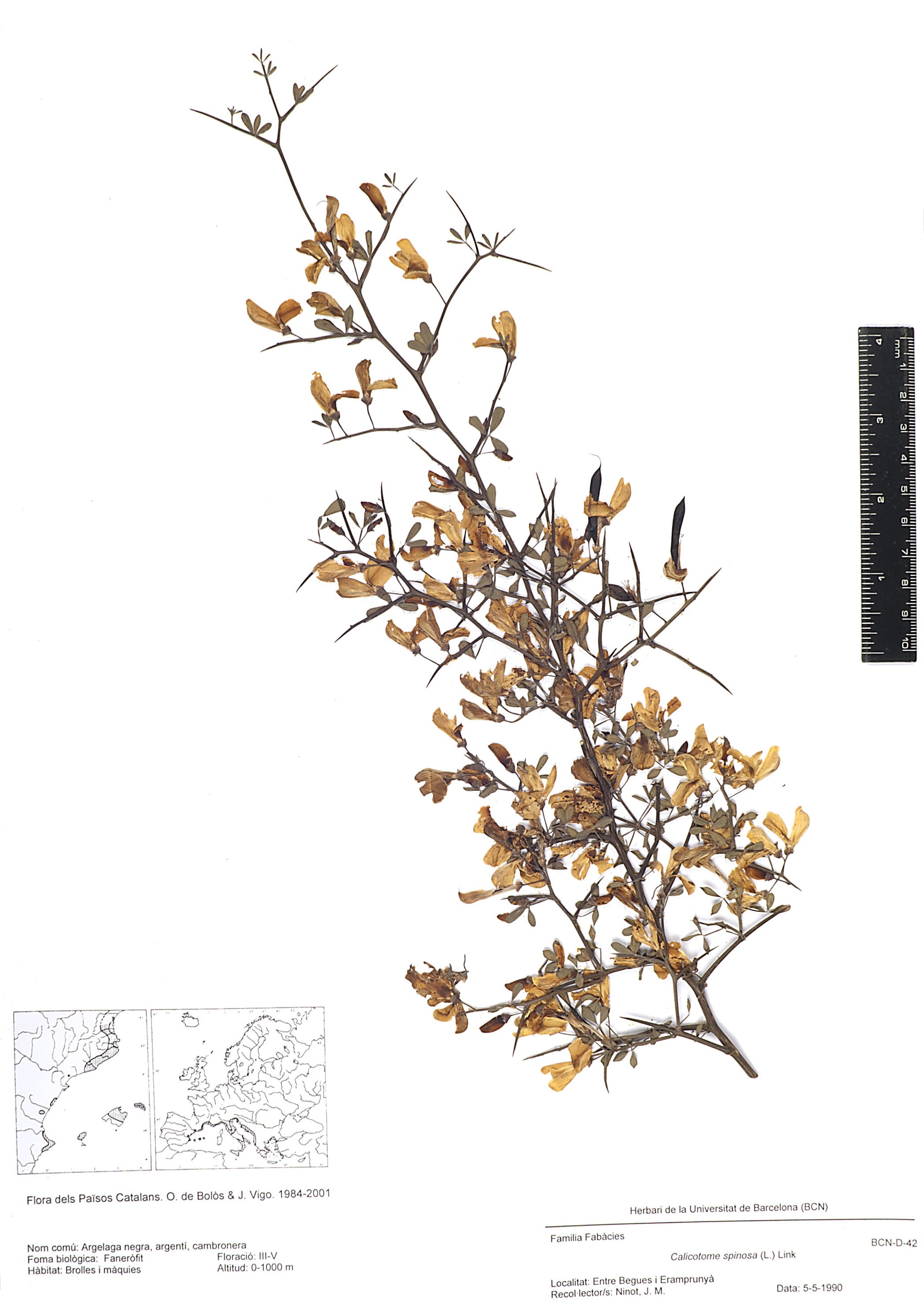 Calicotome spinosa (L.) Link (Argelaga negra, argentí, cambronera)