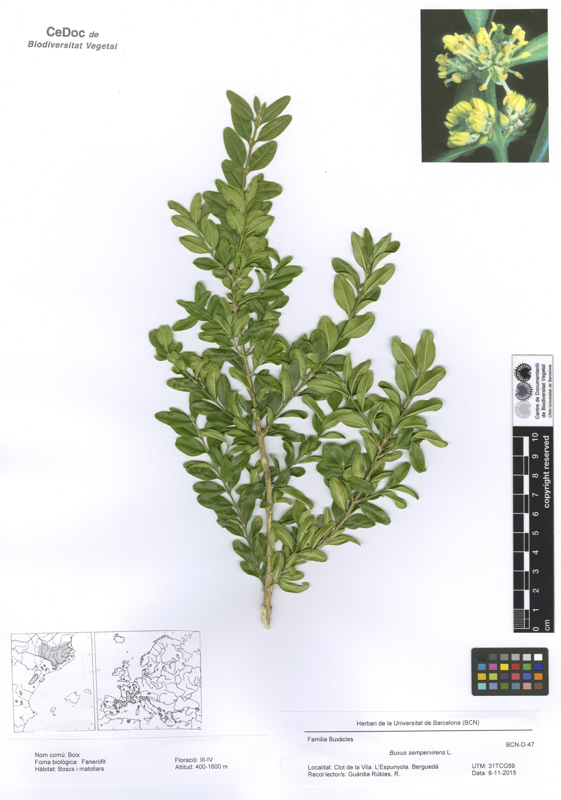 Buxus sempervirens L. (Boix)