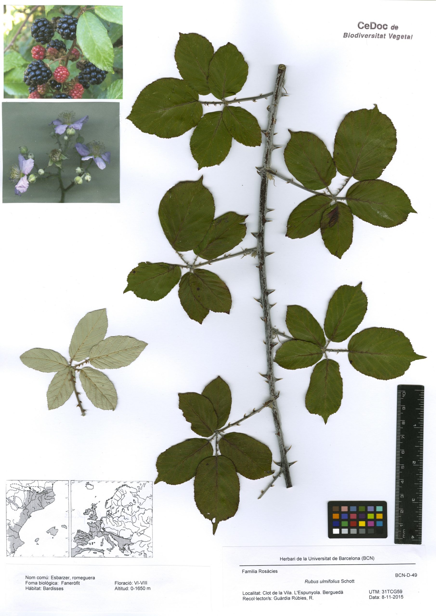 Rubus ulmifolius Schott (Abarta, esbarzer, esbarzer de móres, romeguer, romeguera)