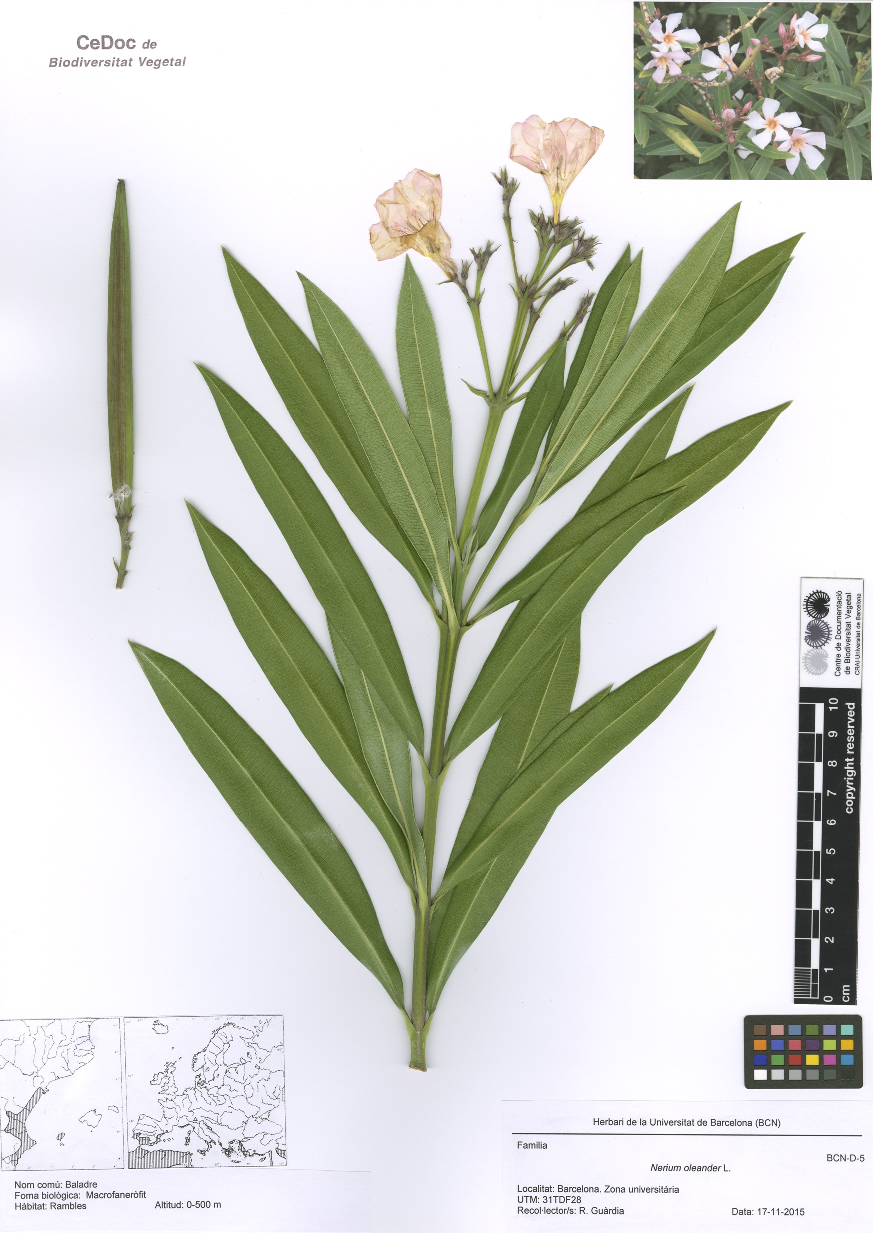 Nerium oleander L. (Baladre)