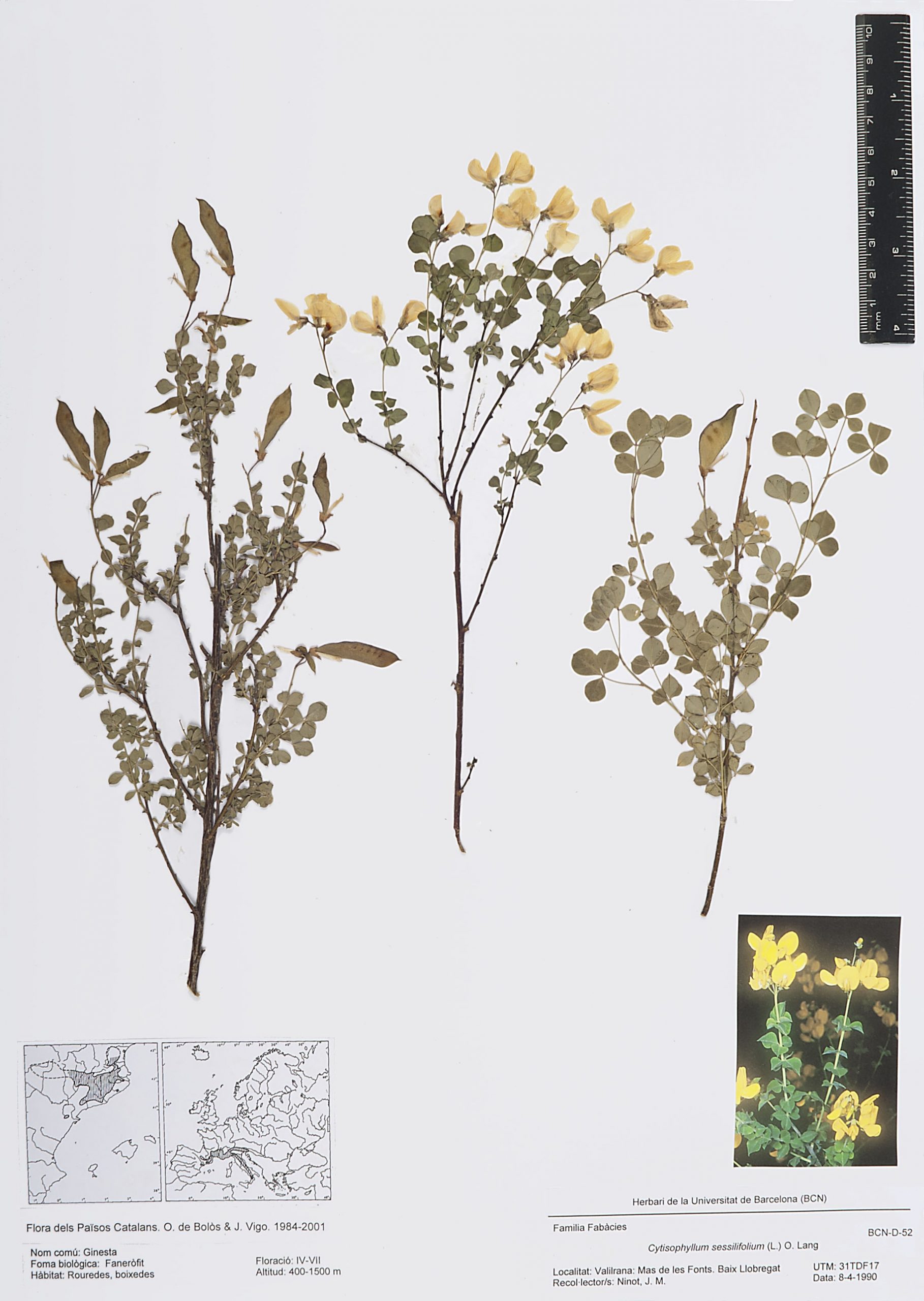 Cytisophyllum sessilifolium (L.) O.Lang (Ginesta)