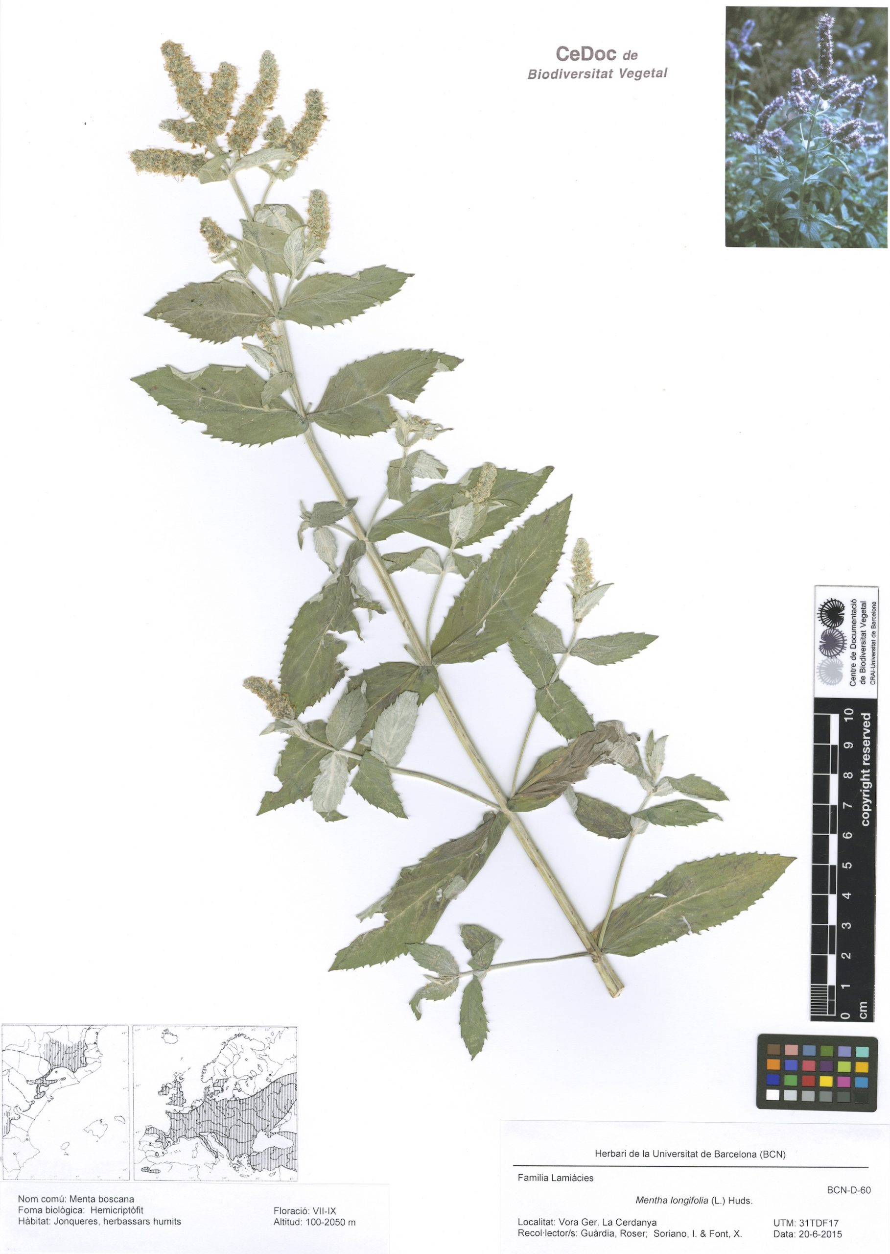 Mentha longifolia (L.) Huds. (Menta boscana)