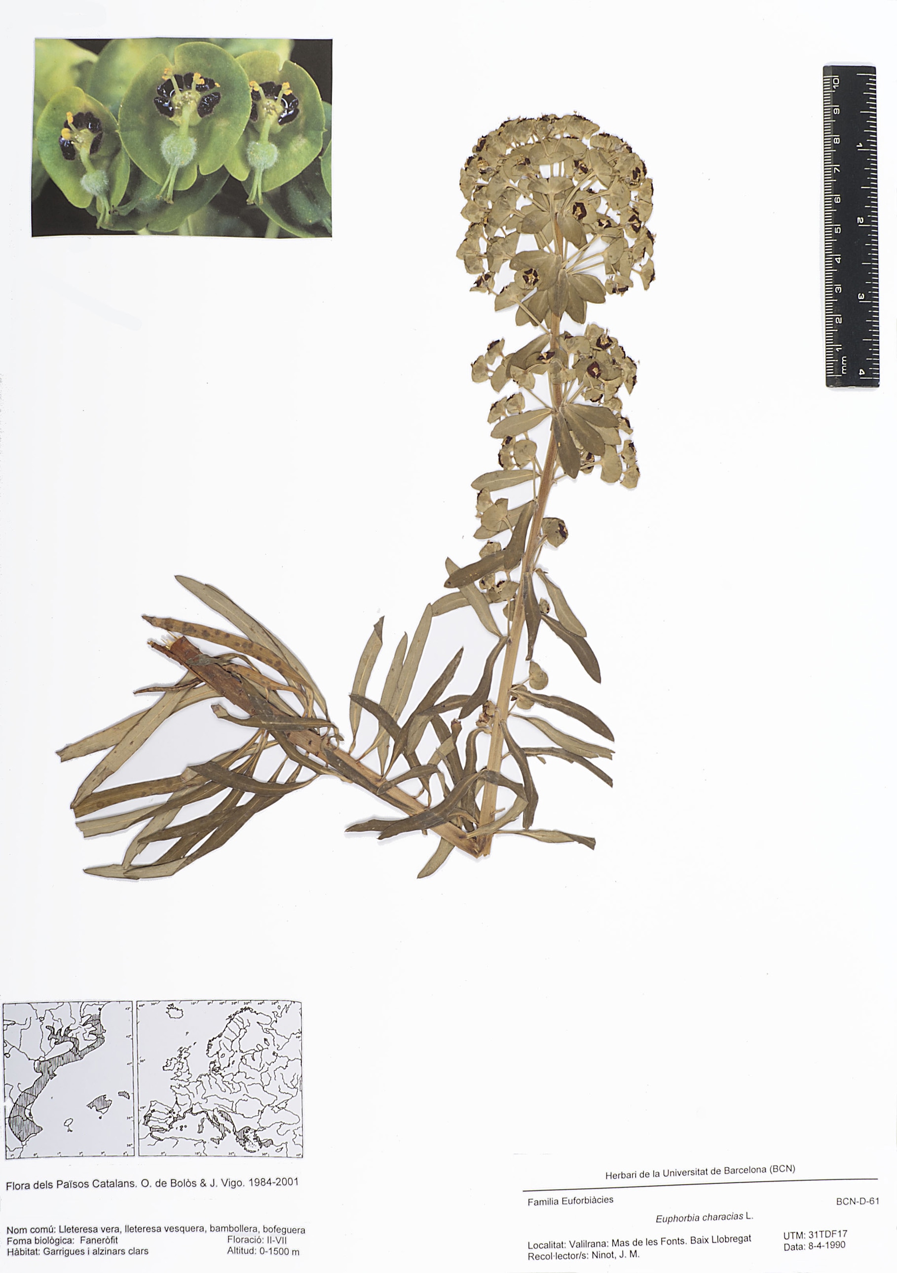 Euphorbia characias L. (Lleteresa vera, lleteresa vesquera, lleteresa de vesc, bambollera, bofeguera)
