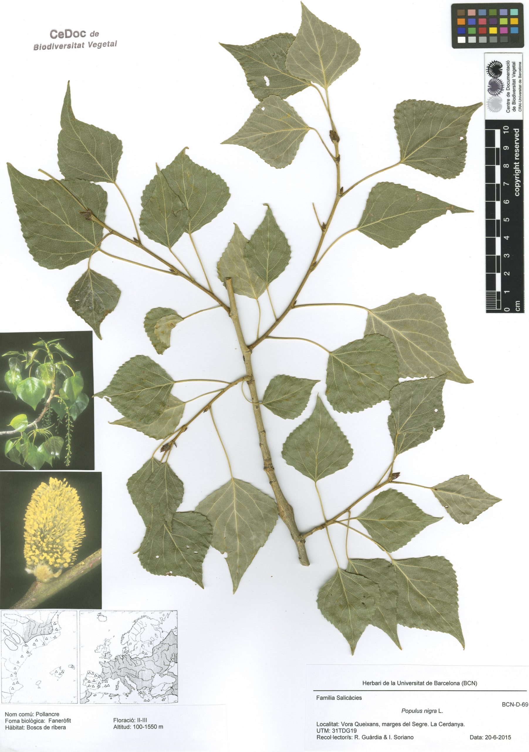 Populus nigra L. (Pollancre)
