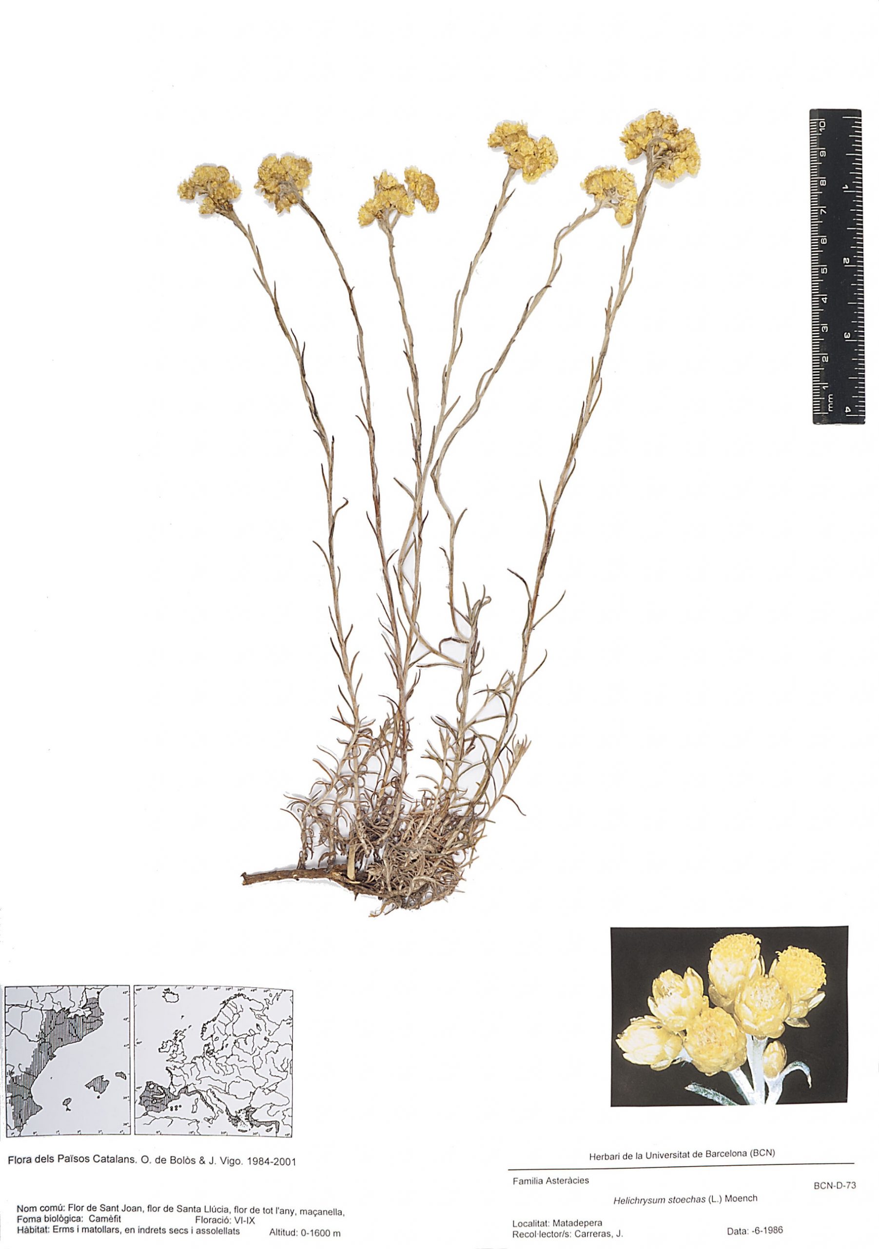 Helichrysum stoechas (L.) Moench (Flor de Sant Joan, flor de Santa Llúcia, flor de tot l’any, maçanella,)