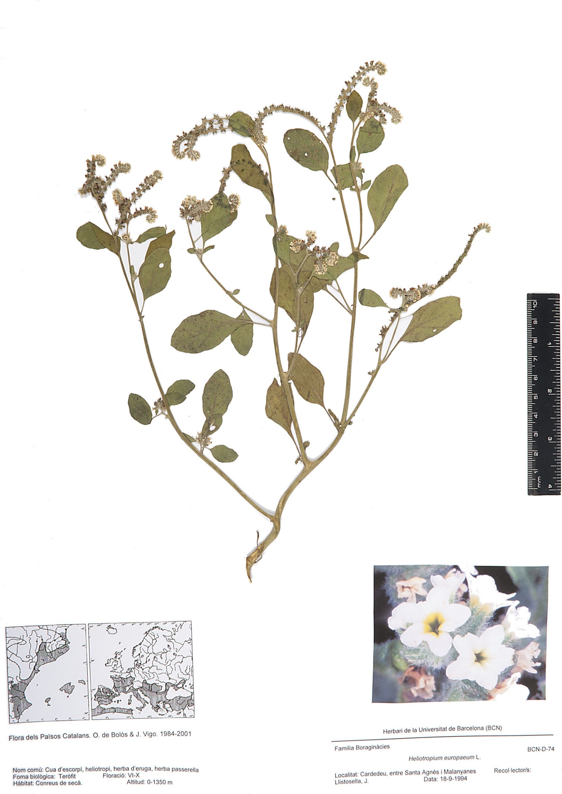 Heliotropium europaeum L. (Cua d’escorpí, heliotropi, herba d’eruga, herba passerella)