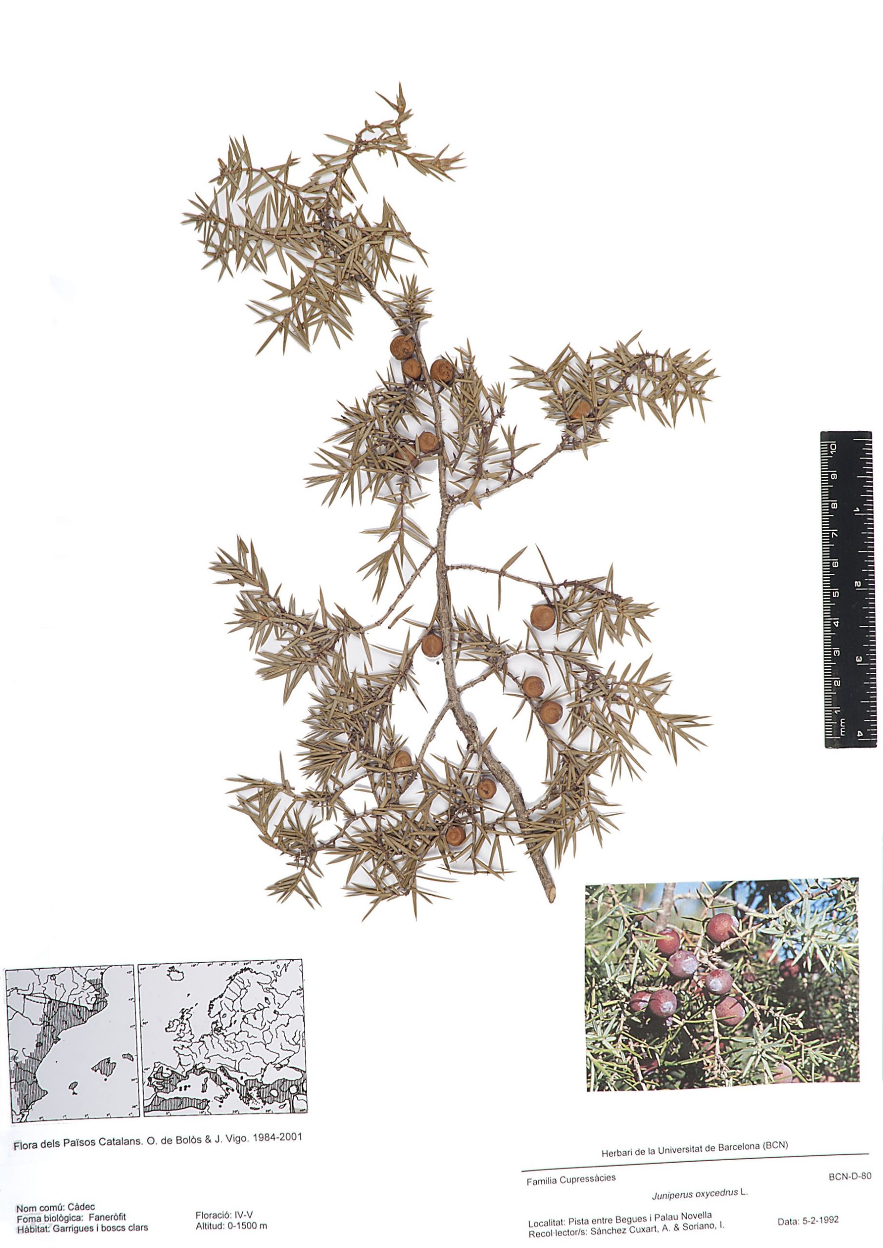 Juniperus oxycedrus L. (Càdec)