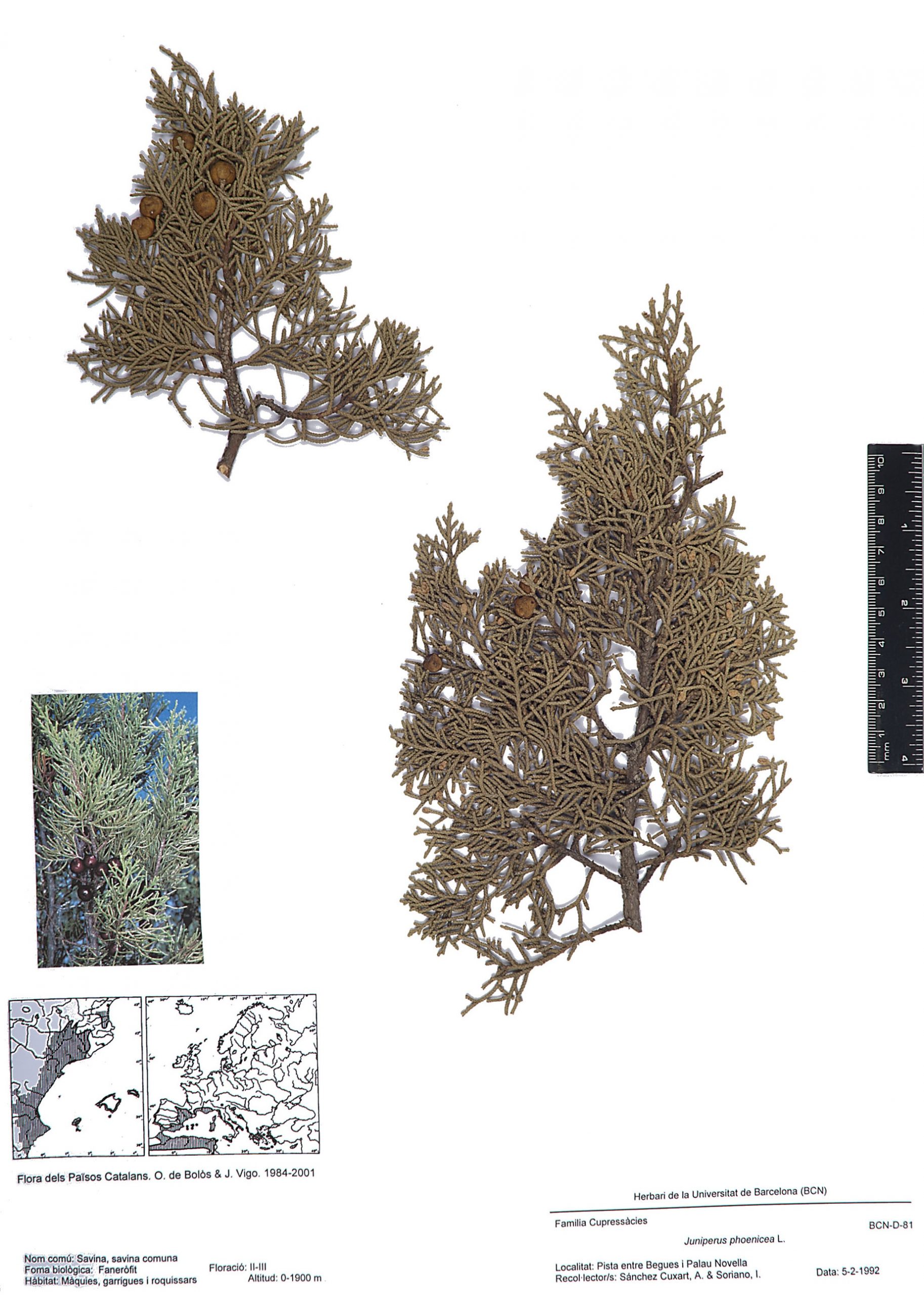 Juniperus phoenicea L. (Savina, savina comuna)