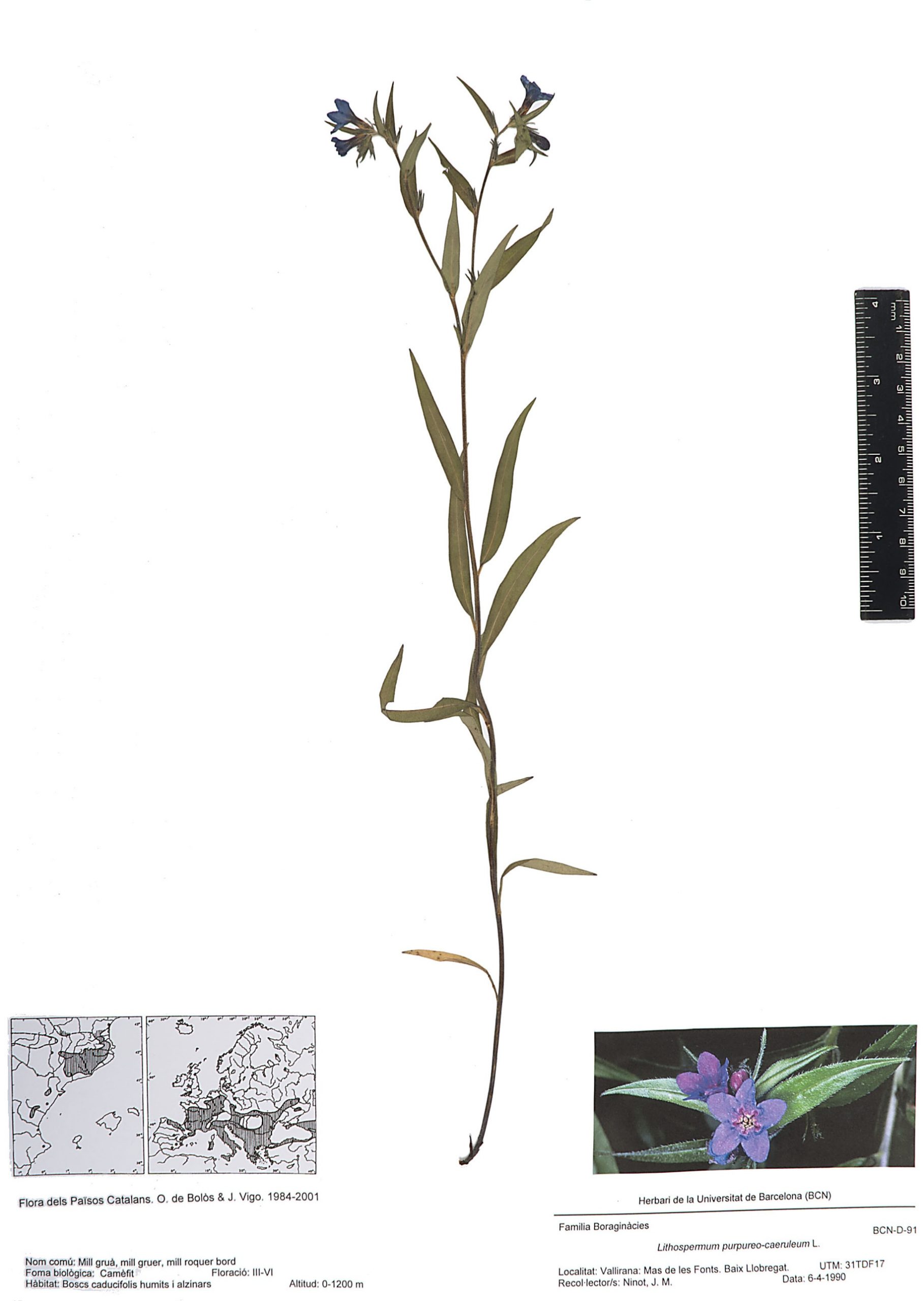 Lithospermum purpureo-caeruleum L. (Mill gruà, mill gruer, mill roquer bord)