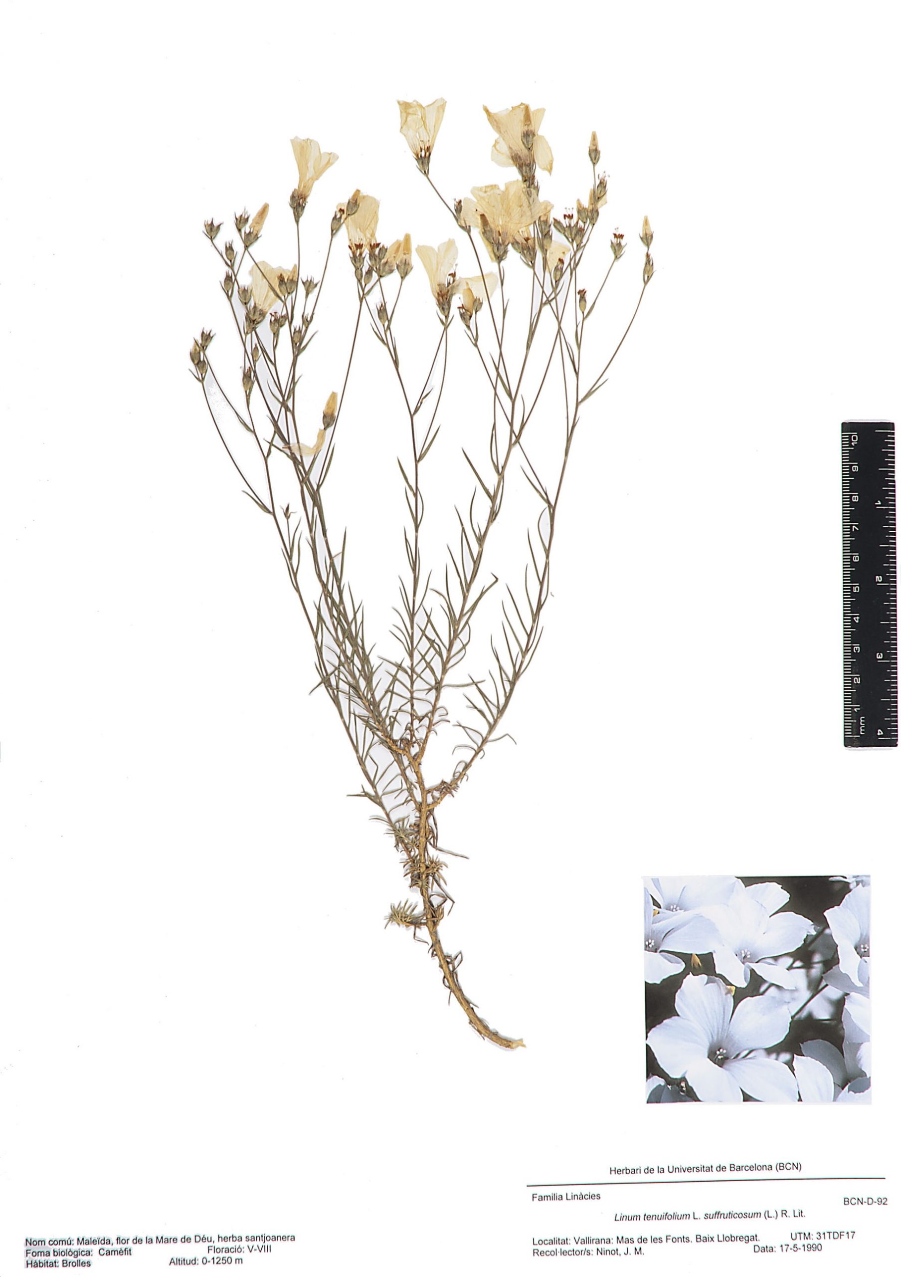 Linum tenuifolium L. subsp. suffruticosum (L.) Litard. (Maleïda, flor de la Mare de Déu, flor de Senyora, flor sense virtut, herba santjoanera, herba sense virtut)