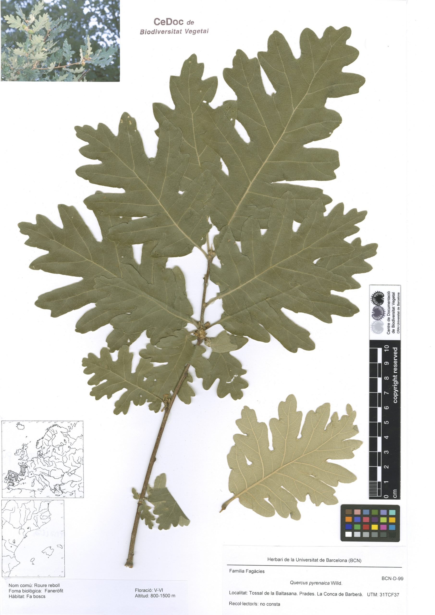 Quercus pyrenaica Willd. (Roure reboll)