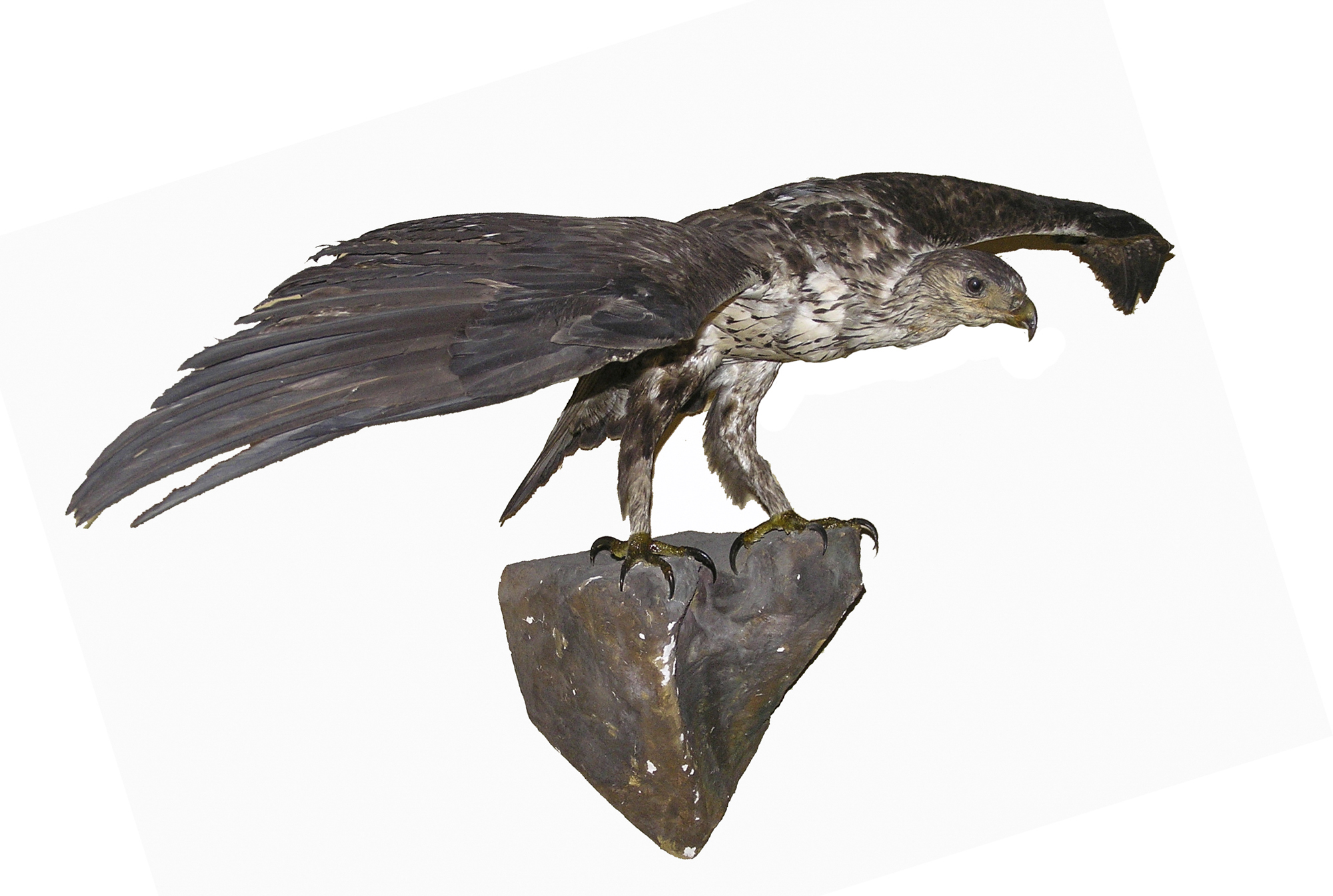 Aquila fasciata (àguila cuabarrada)