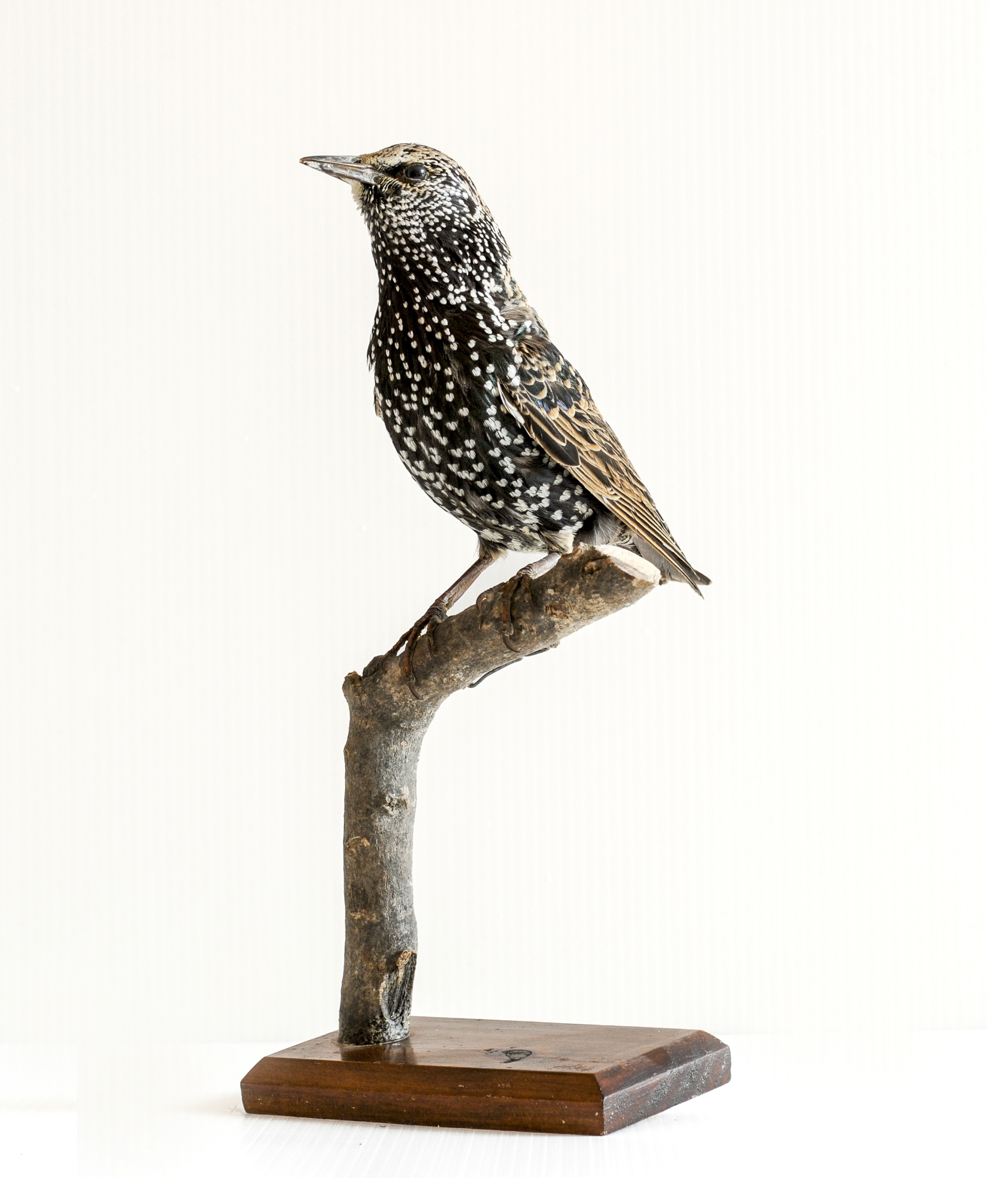Sturnus vulgaris (estornell)