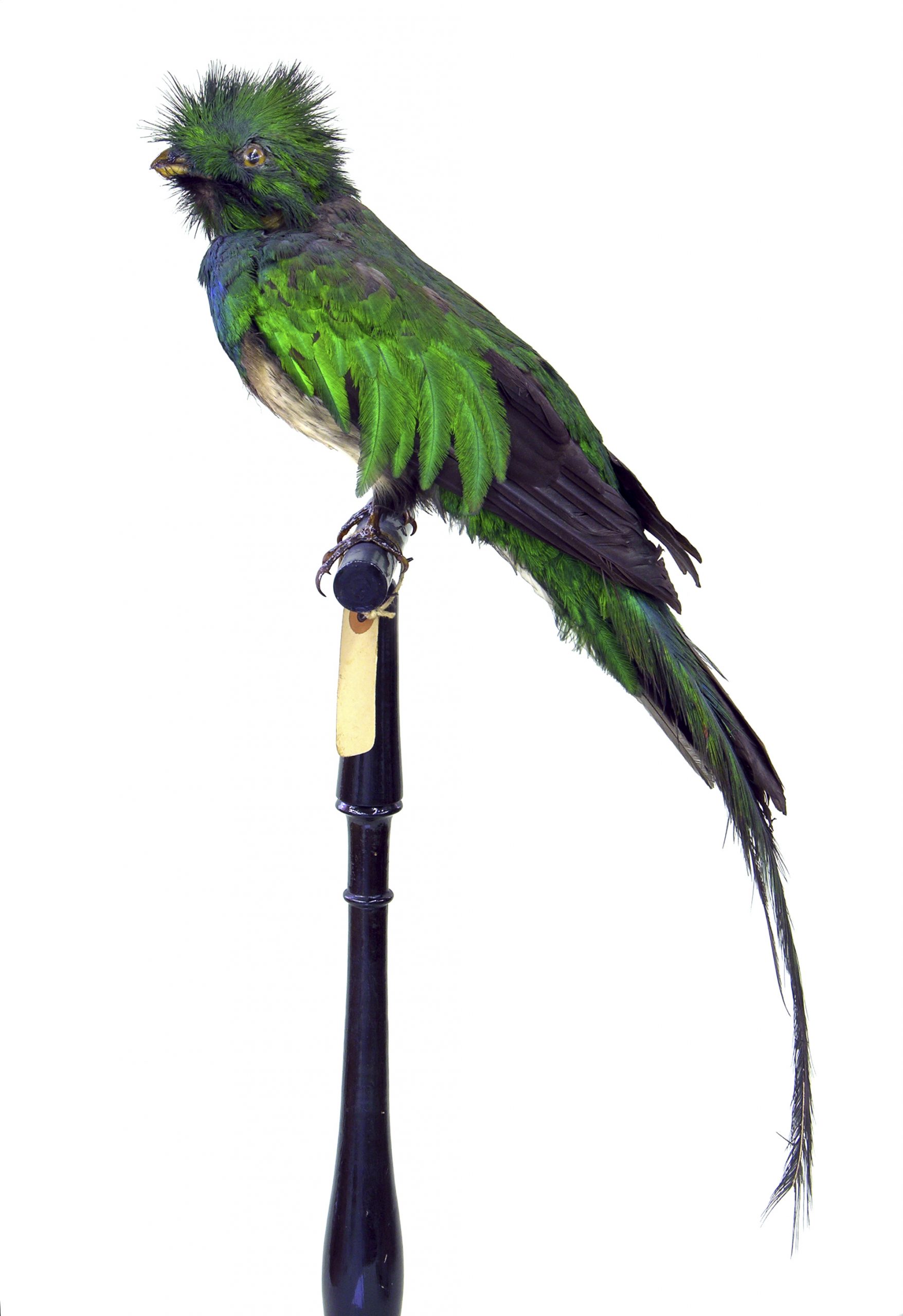 Pharomachrus mocinno (quetzal esplèndid)