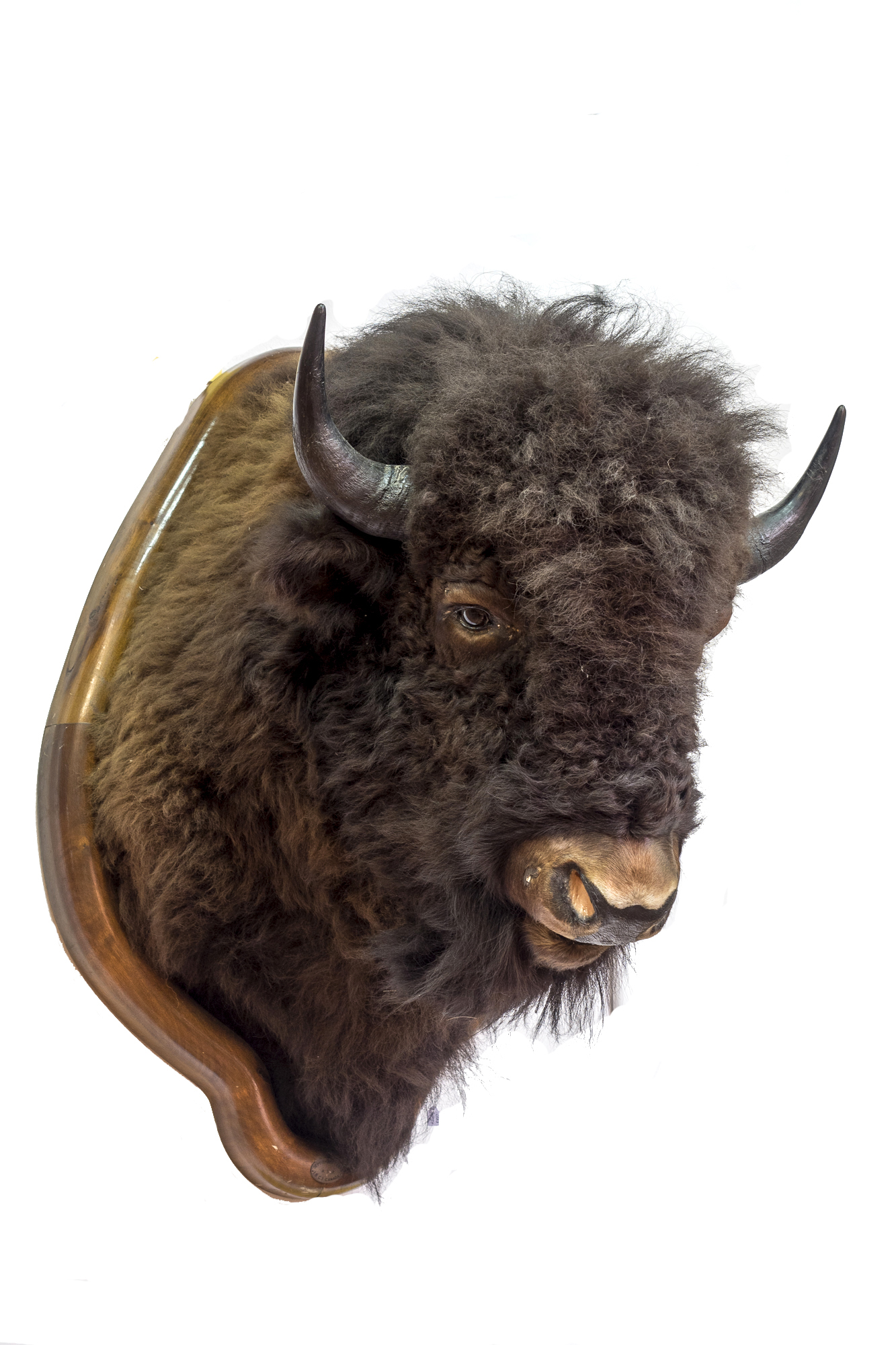 Bison bison (bisó americà)