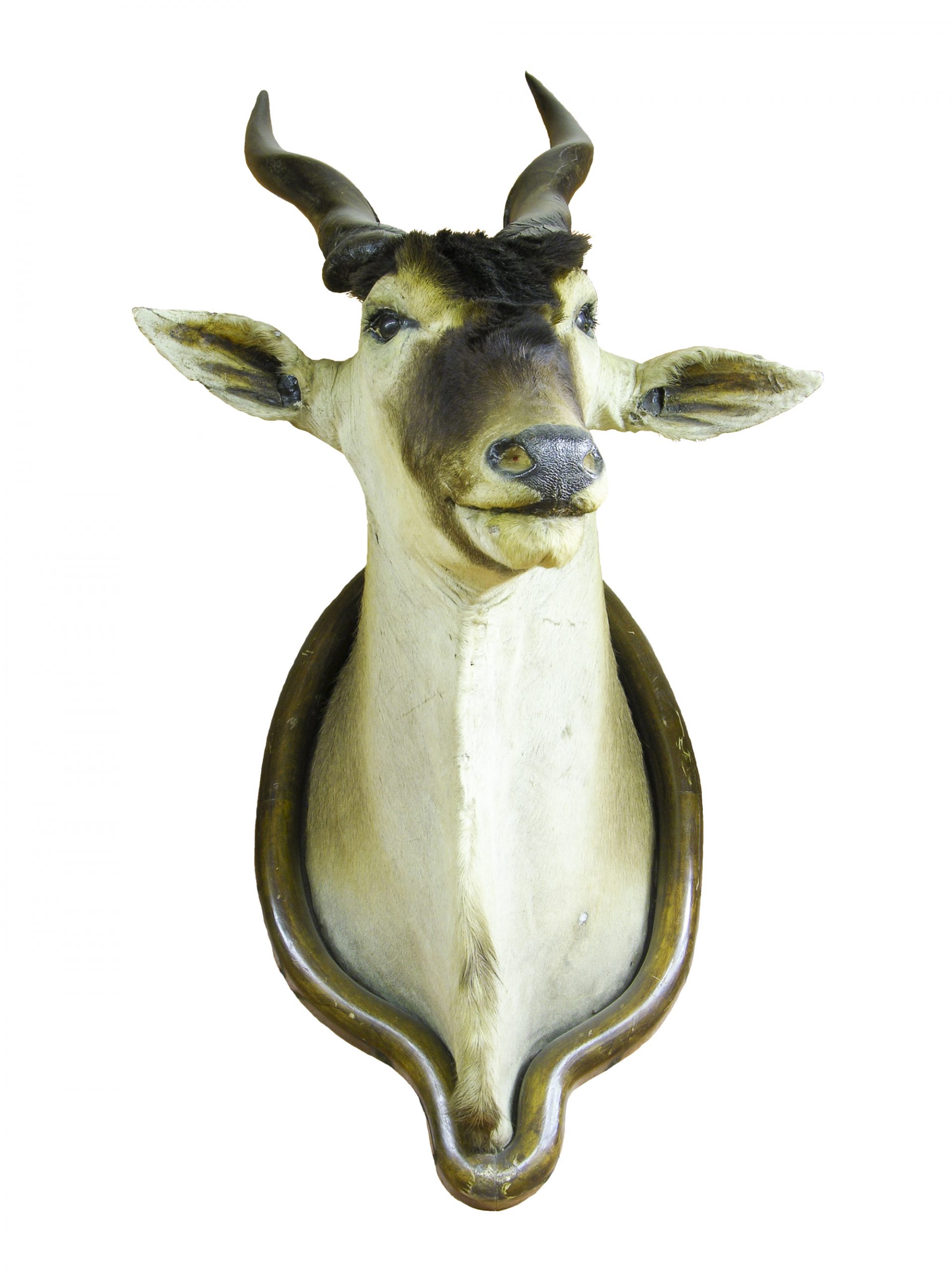 Taurotragus oryx (eland)