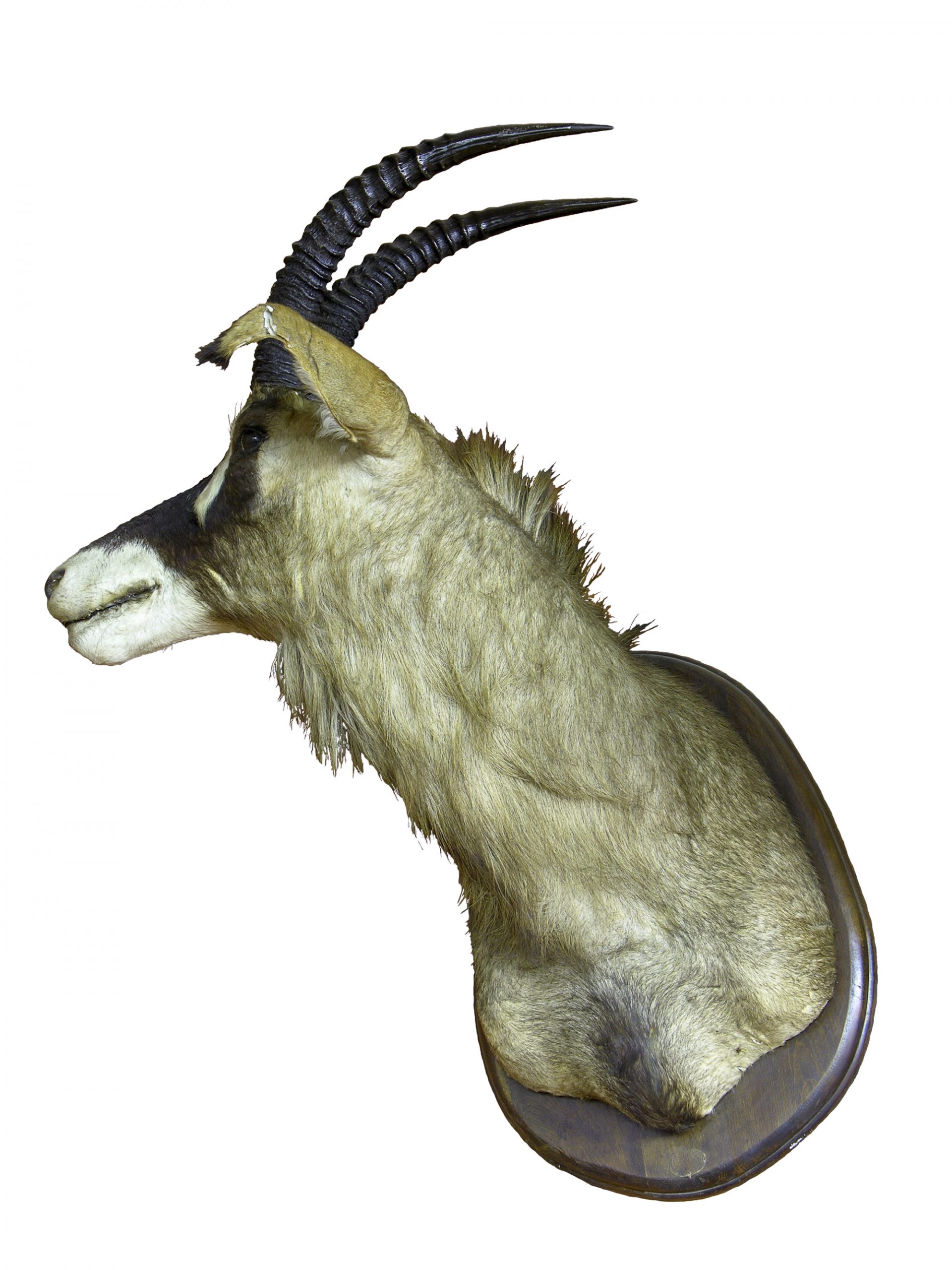 Hippotragus equinus (antílop equí)