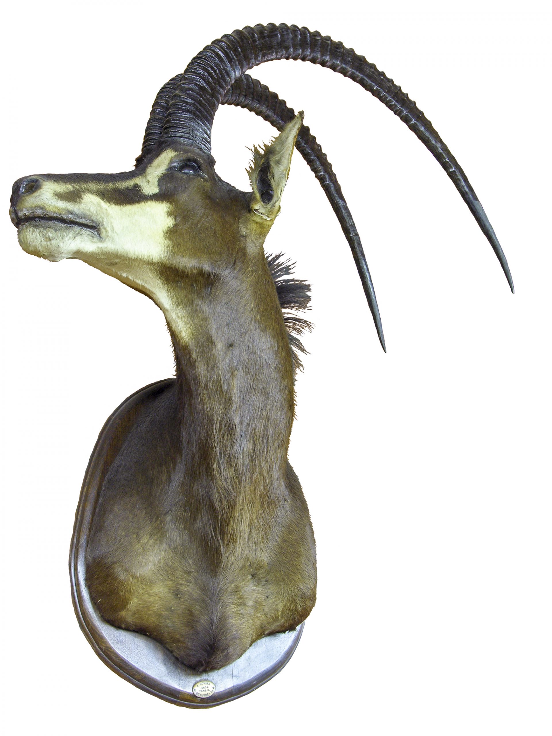 Hippotragus niger (antílop sabre)
