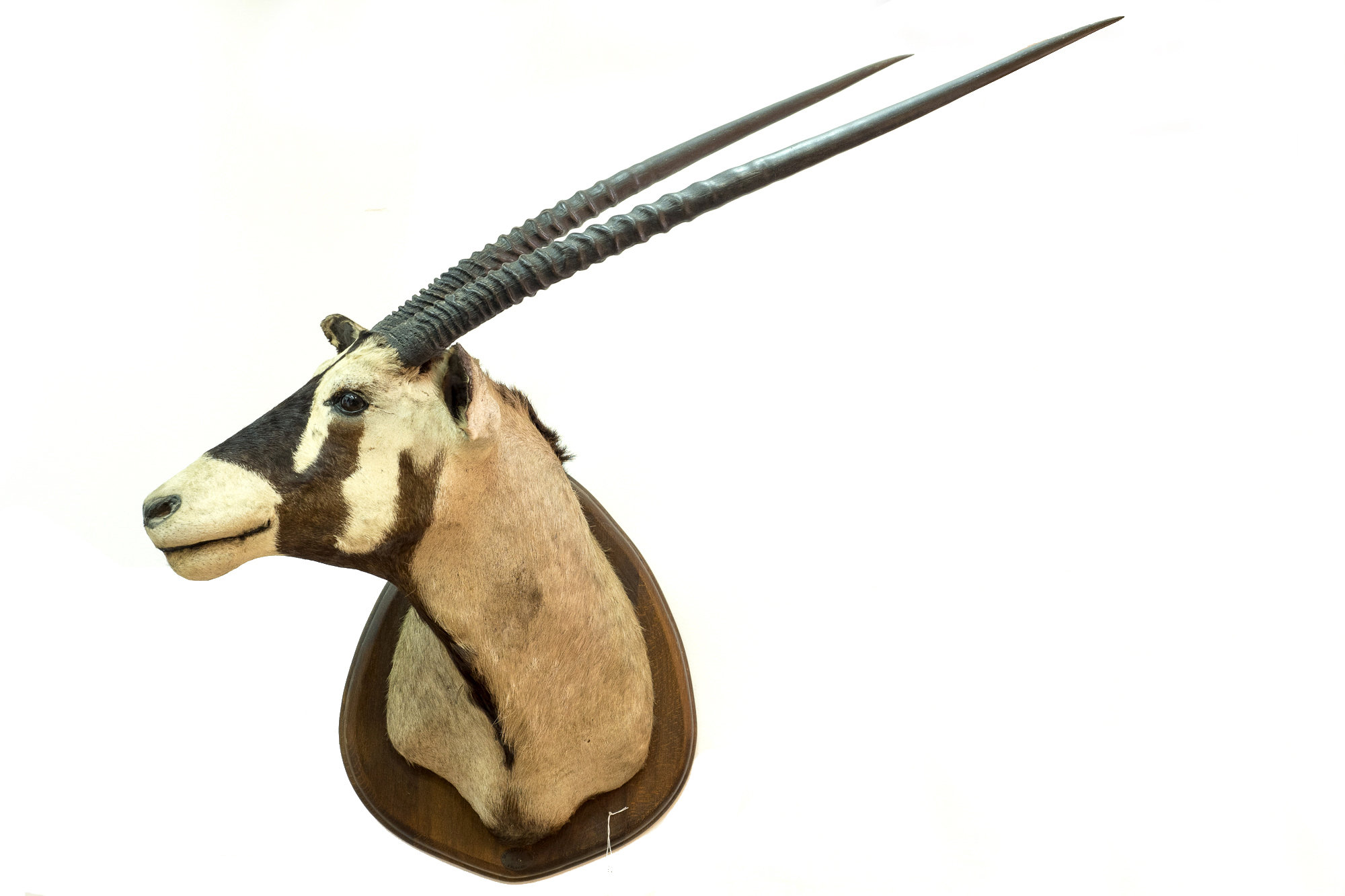 Oryx gazella (òrix del Cap)