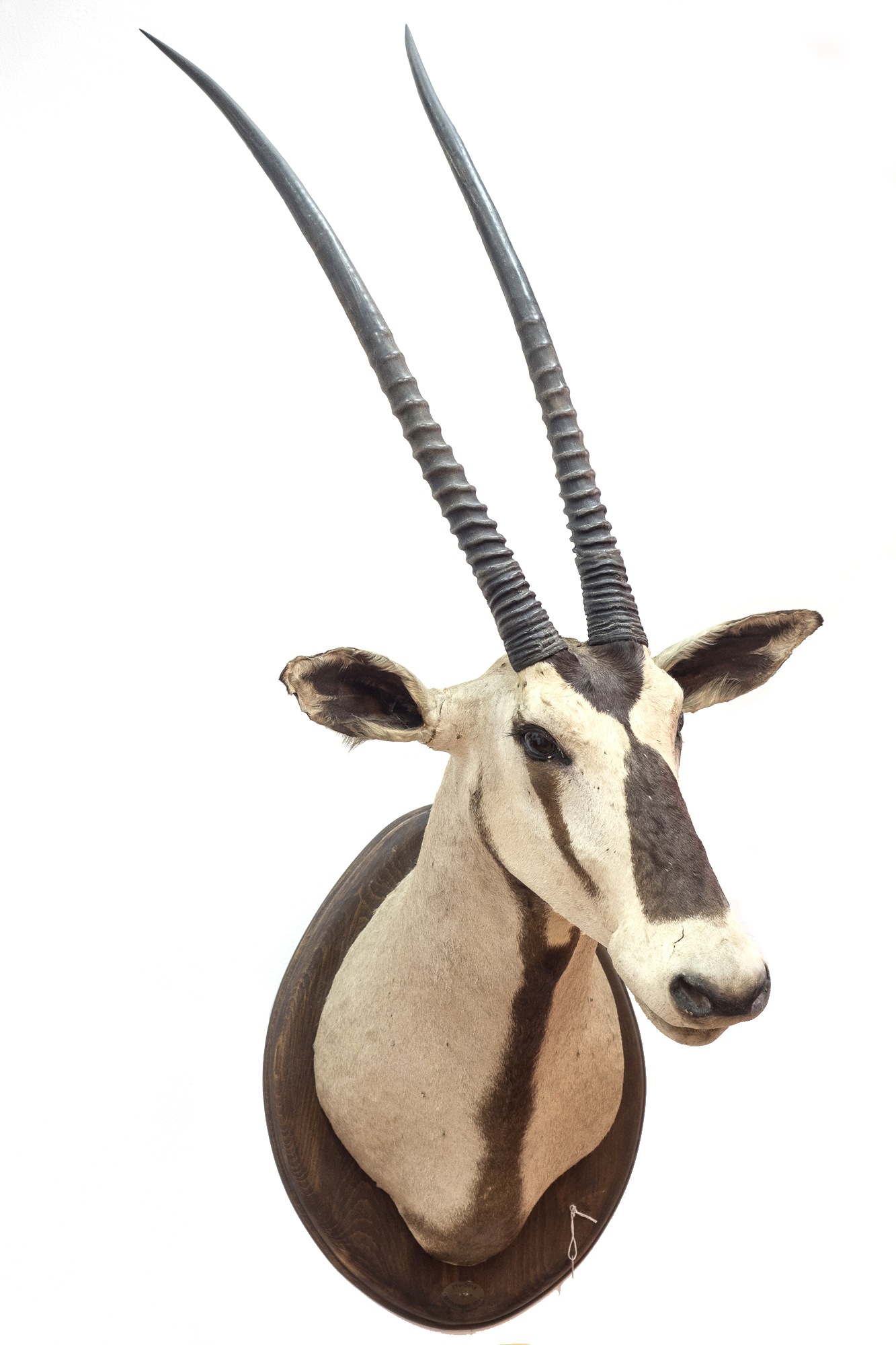 Oryx beisa (òrix beisa)