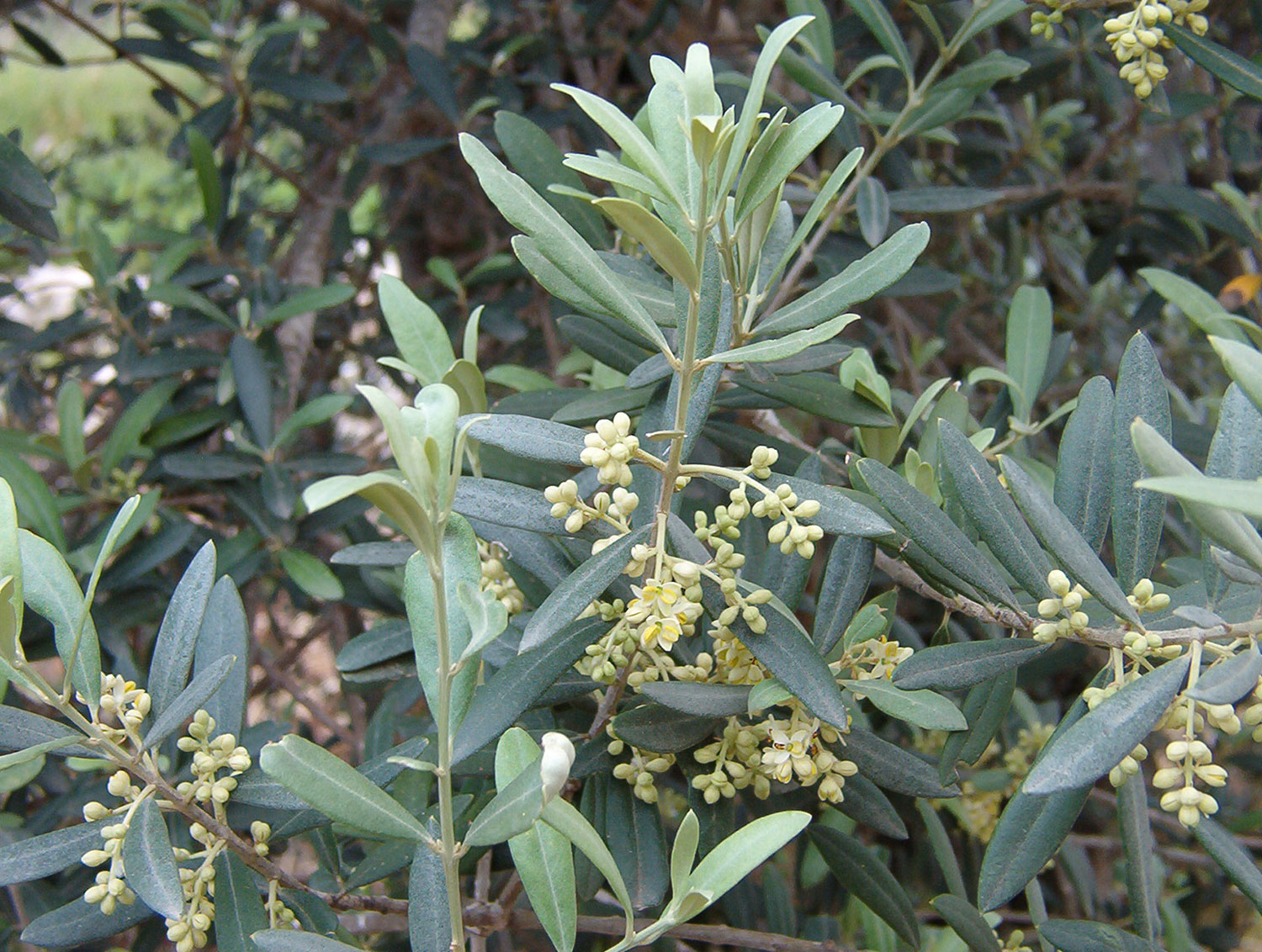 Olivera