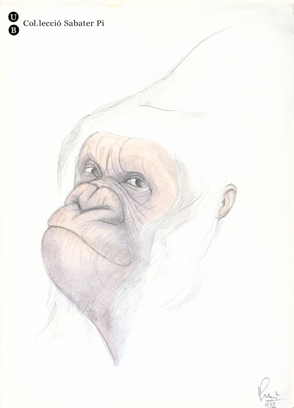 Goril·la albí