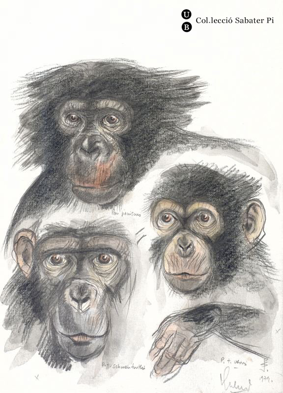 Bonobo i ximpanzés