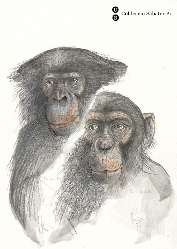 Cares de bonobo i ximpanzé