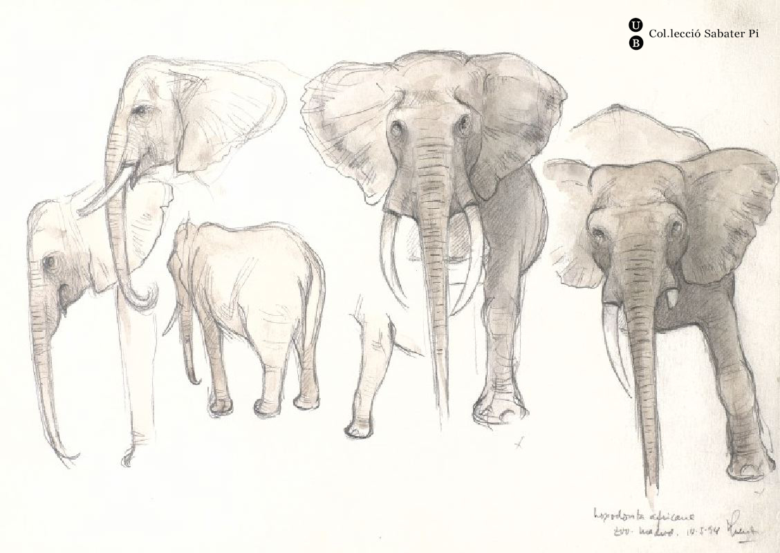 Elefants africans