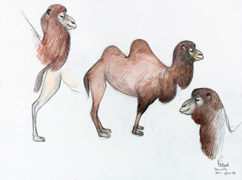 [Camells]