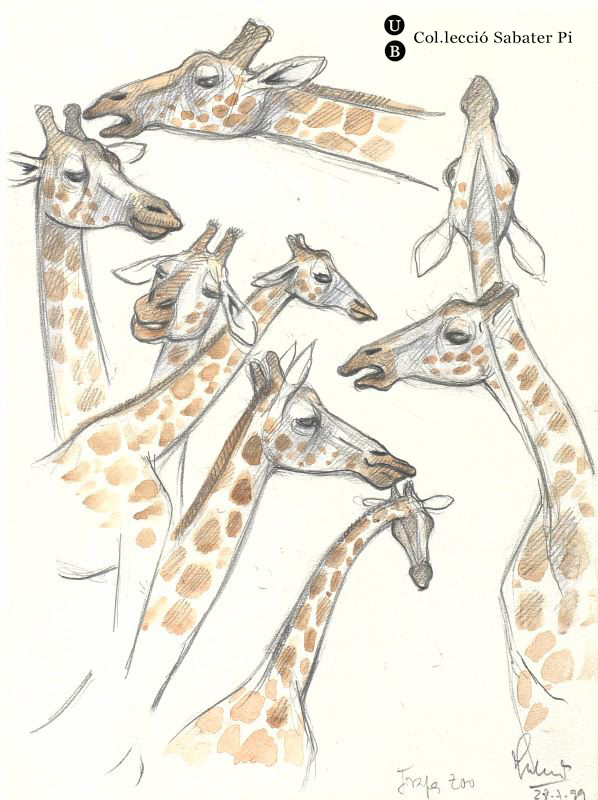 Girafes del Zoo de Barcelona