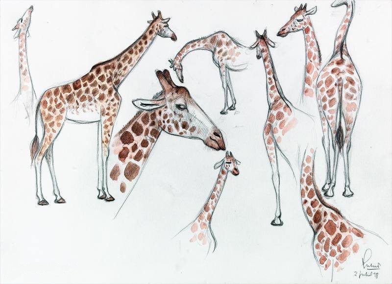 [Girafes]