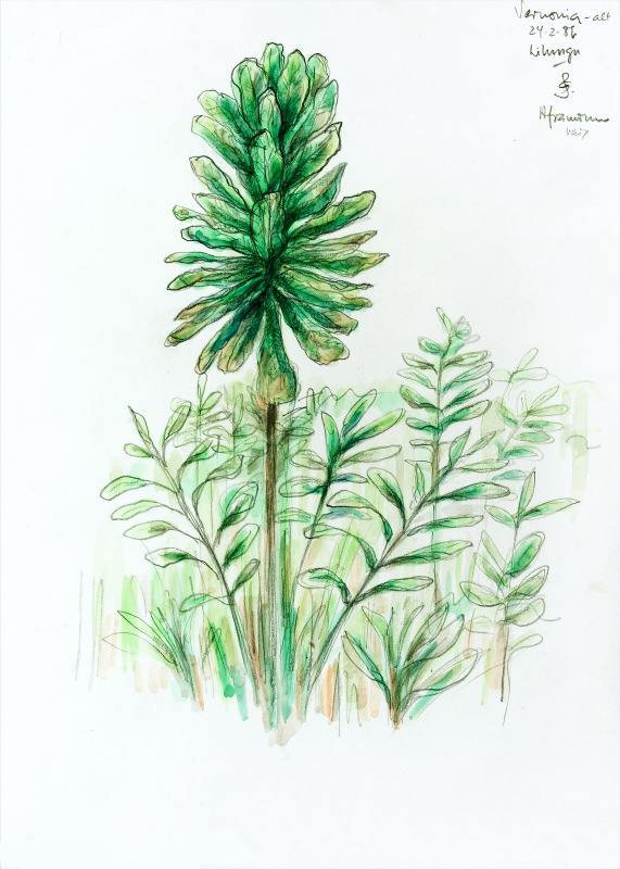 Vernonia