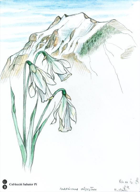En primer terme, un Narcissus alpestris i, al fons, la muntanya de Pala de Ip